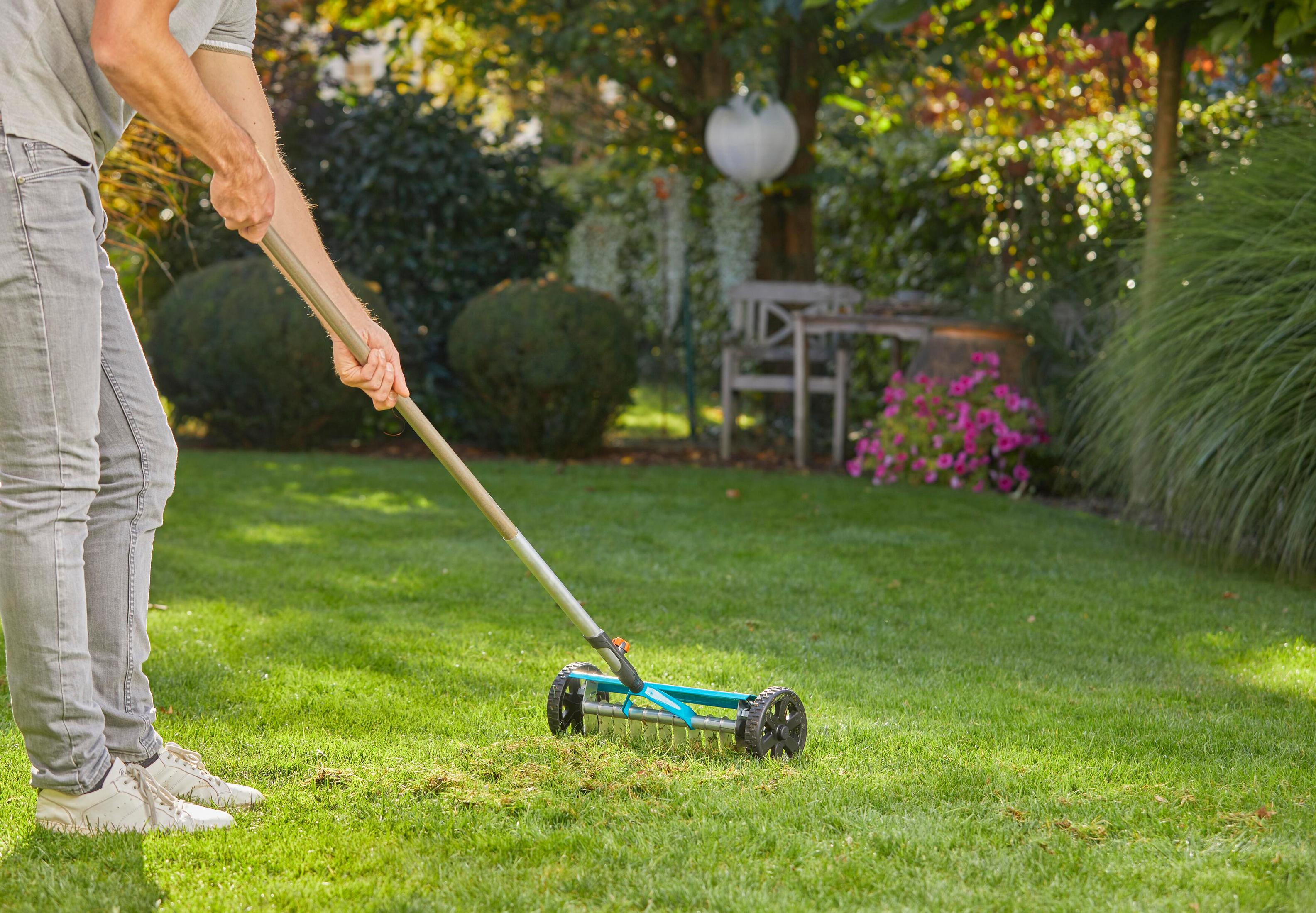 Man dethatching lawn with a tool in a garden, background with flowers.