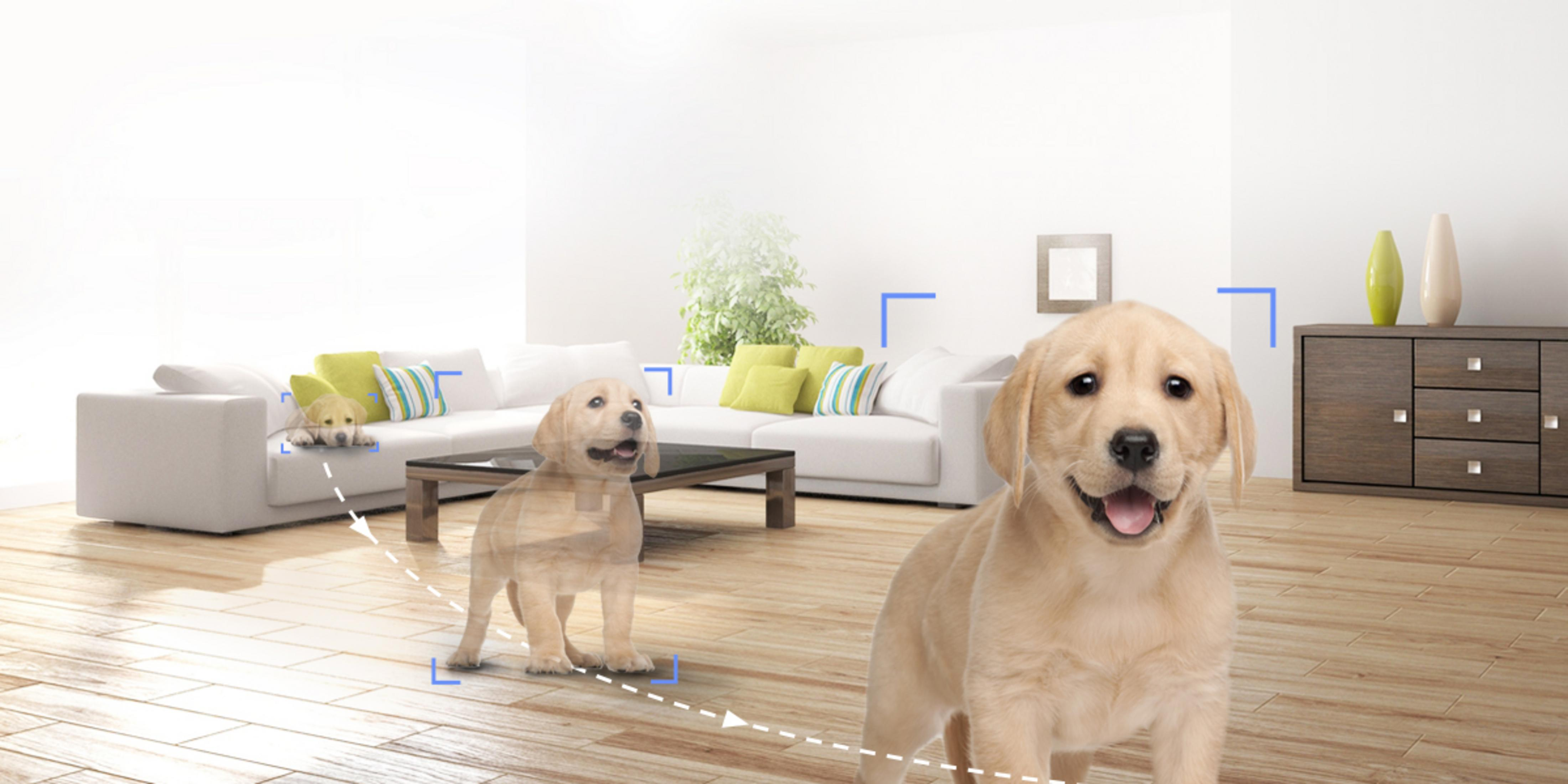 Dwa blond labrador szczenięta w salonie z białą sofą i drewnianą podłogą.