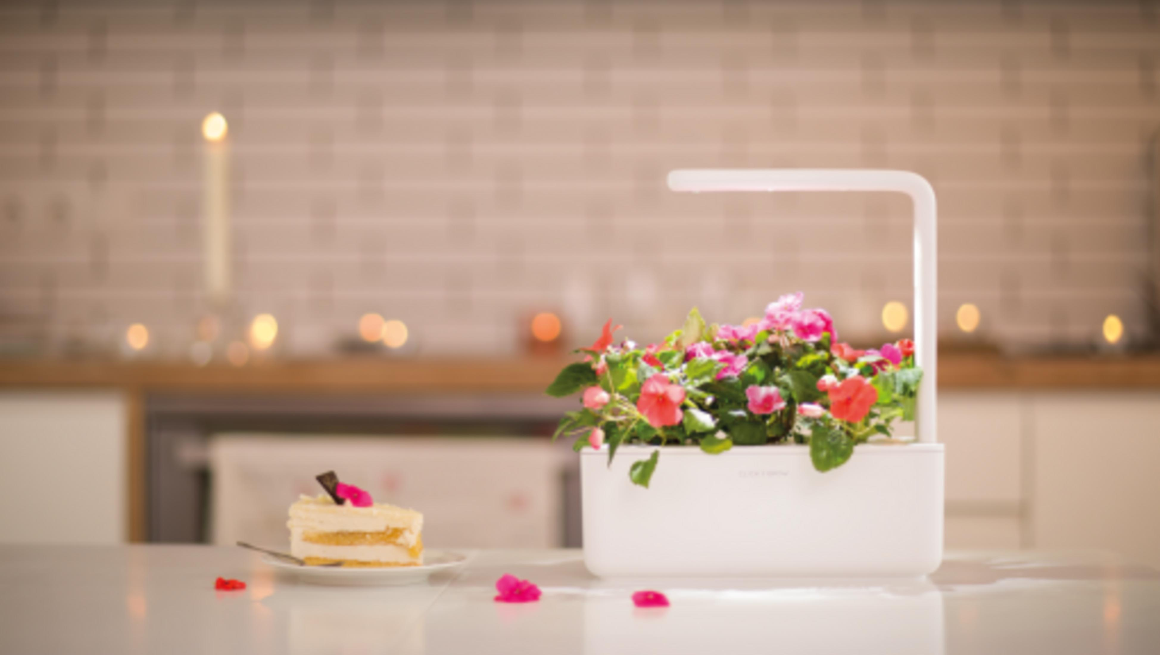 Una fetta di torta accanto a una fioriera bianca con fiori in fiore.