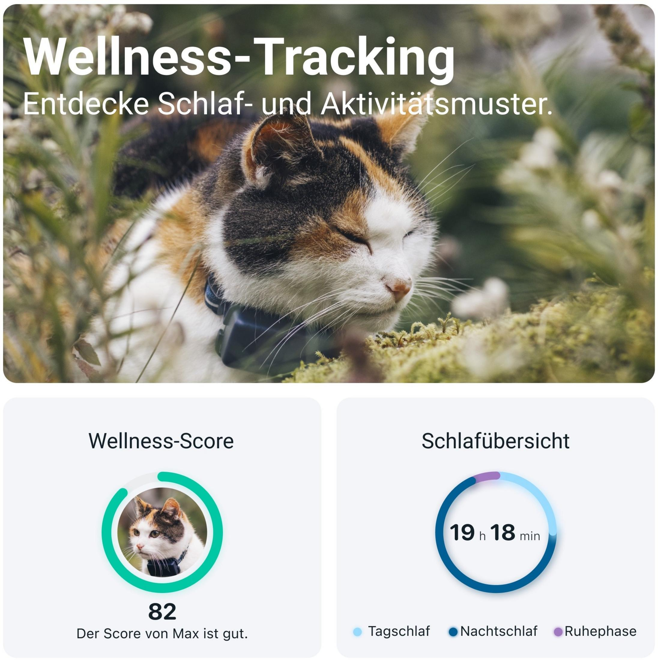 Eine Katze mit Halsband im Freien, neben Wellness-Tracking-Daten.