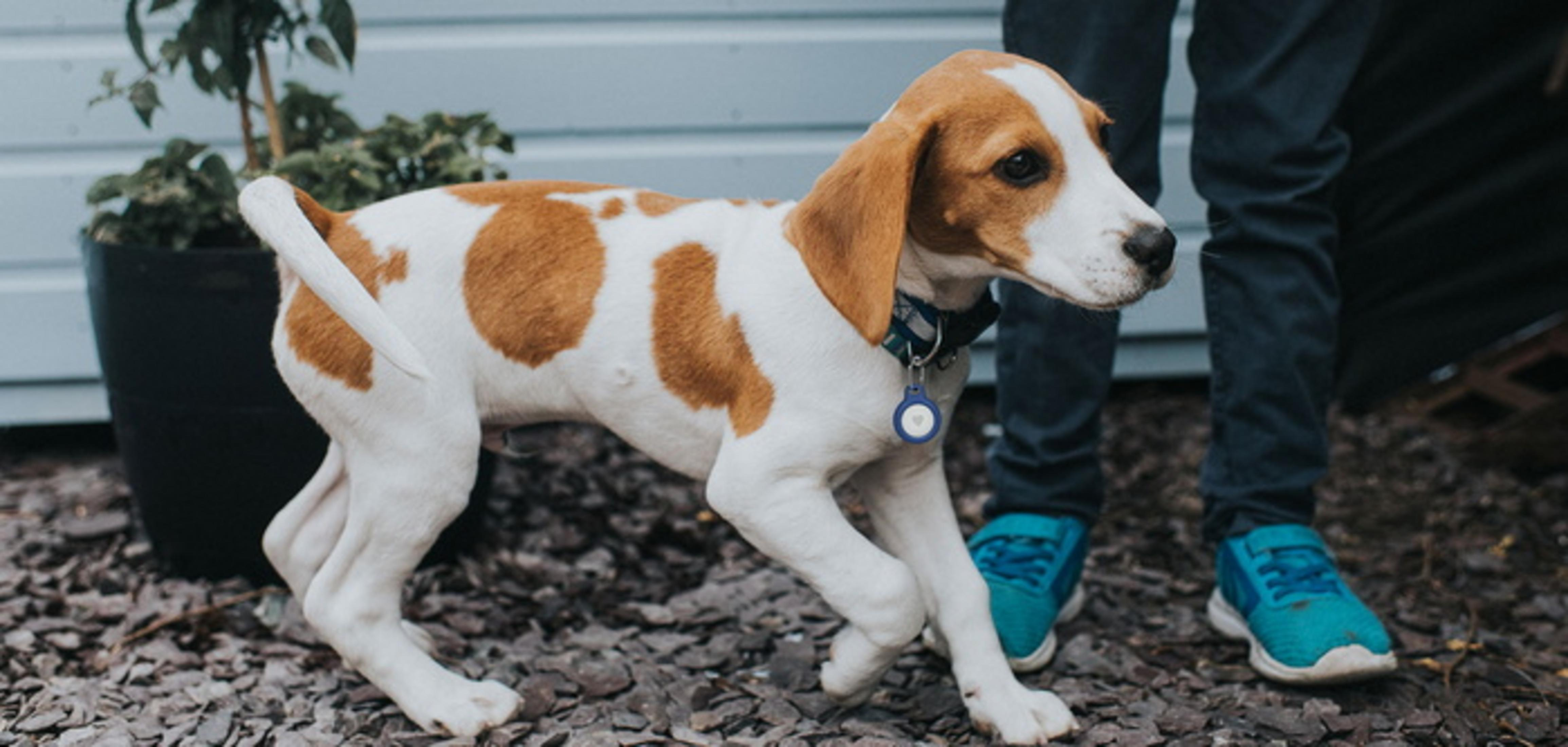 Ein Beagle-Welpe mit braunen Flecken steht neben einer Person in Jeans und blauen Turnschuhen.