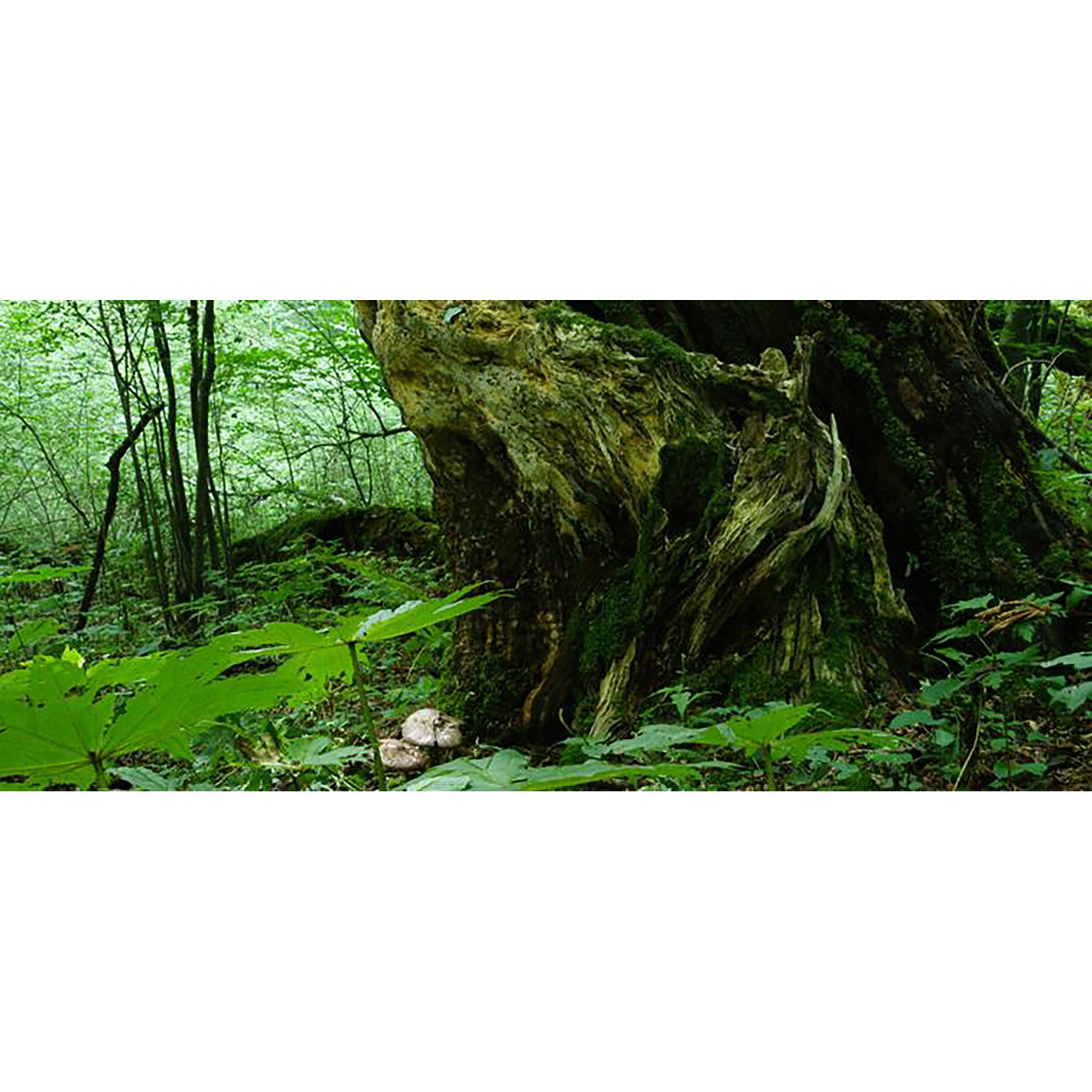 Ein bemooster Baumstumpf im Wald, mit Pilzen und grünen Blättern im Vordergrund.