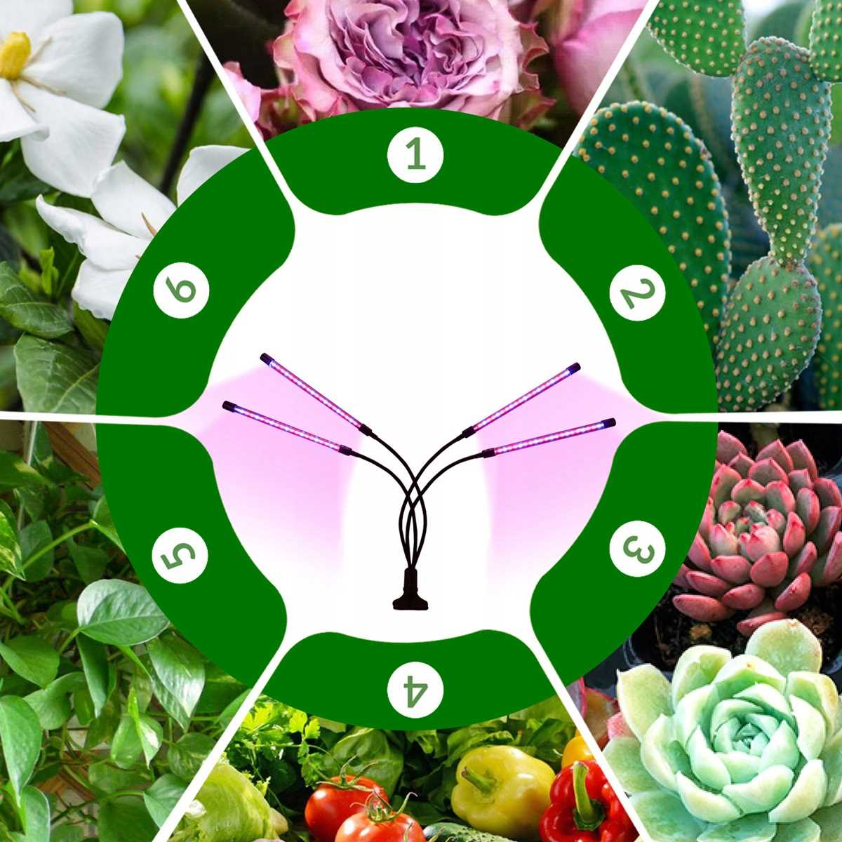 Kolaż roślin i lampy do roślin.