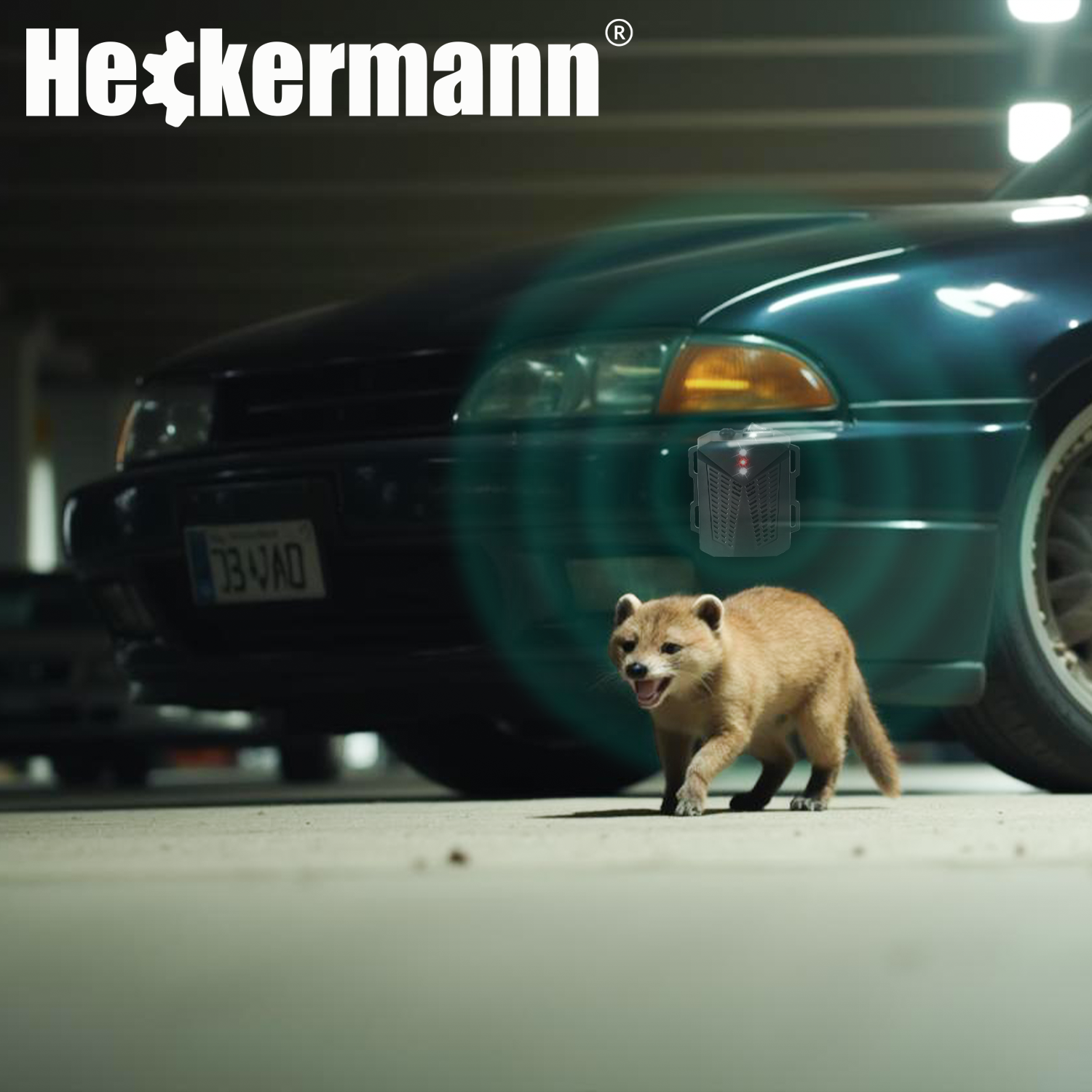 Kuna przechodzi przed samochodem na parkingu. Zamontowano odstraszacz szkodników.