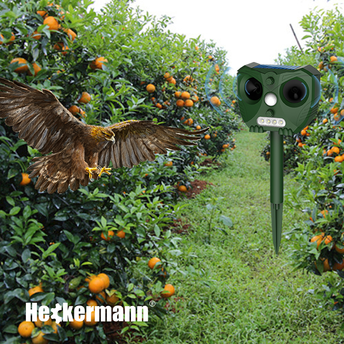 Ptak drapieżny leci przez gaj pomarańczowy obok słonecznego odstraszacza szkodników.