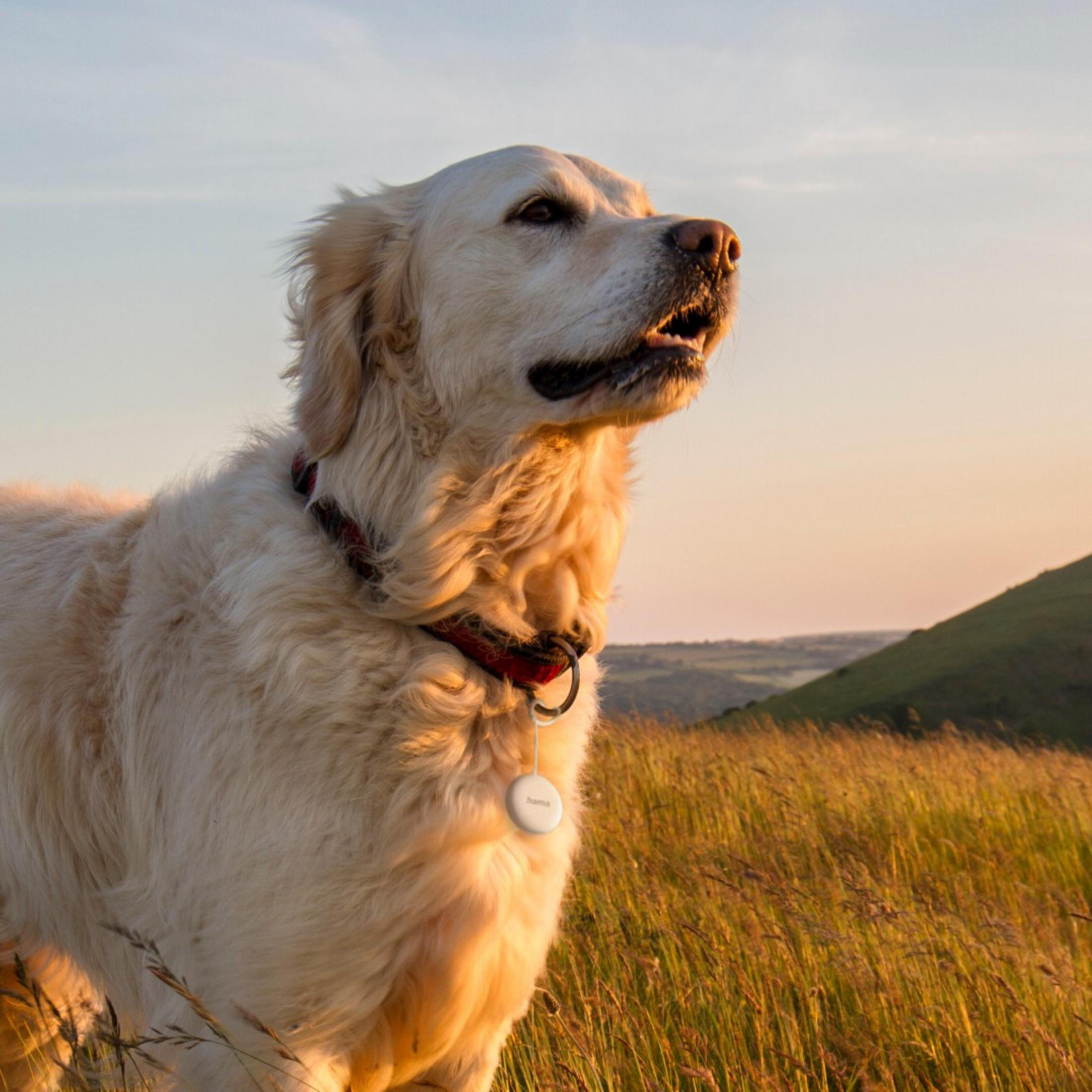 Ein goldener Retriever steht im Gras bei Sonnenuntergang. Ein Anhänger an seinem Halsband.