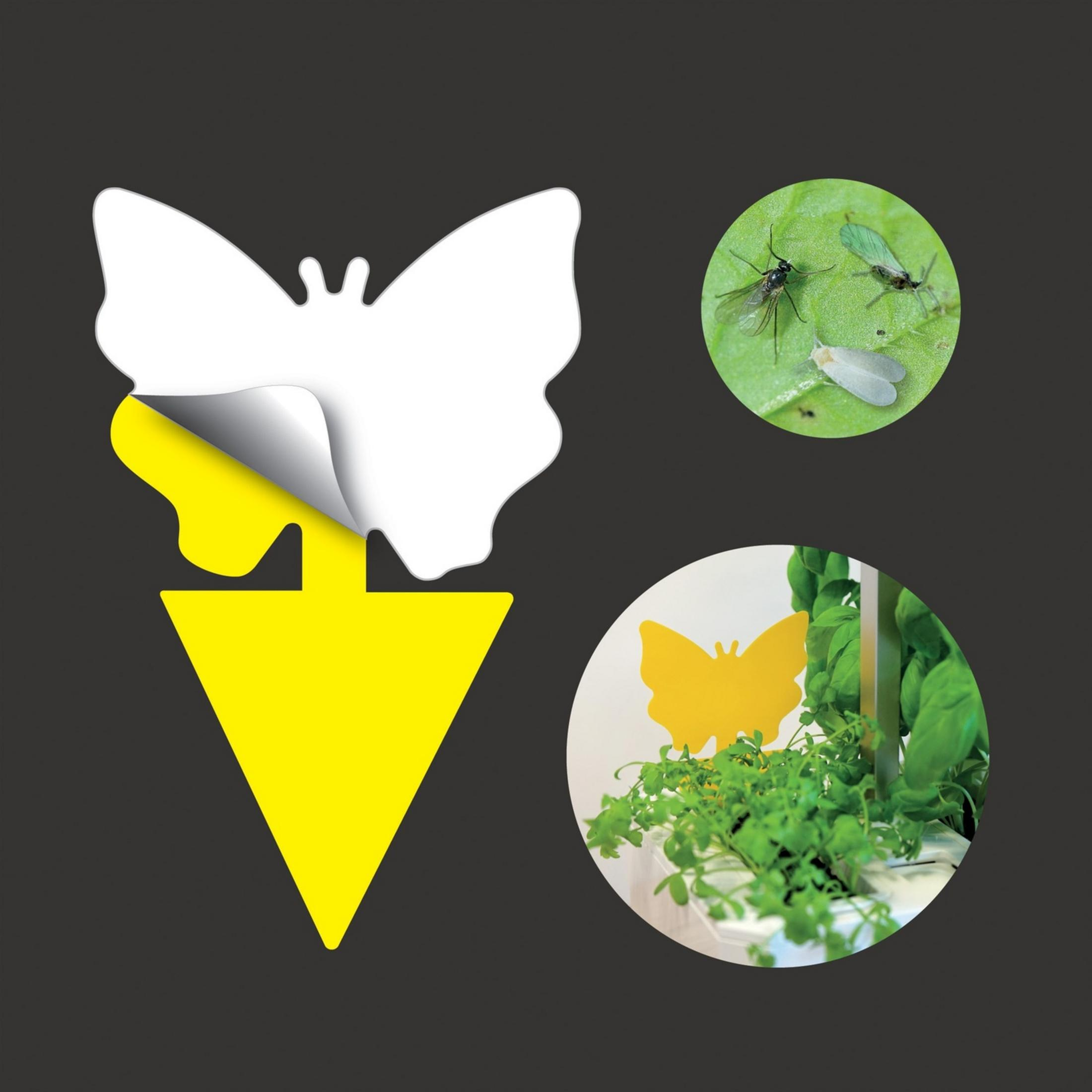 Gelber Schmetterlingsköder mit Insekten auf Blatt und Pflanze.