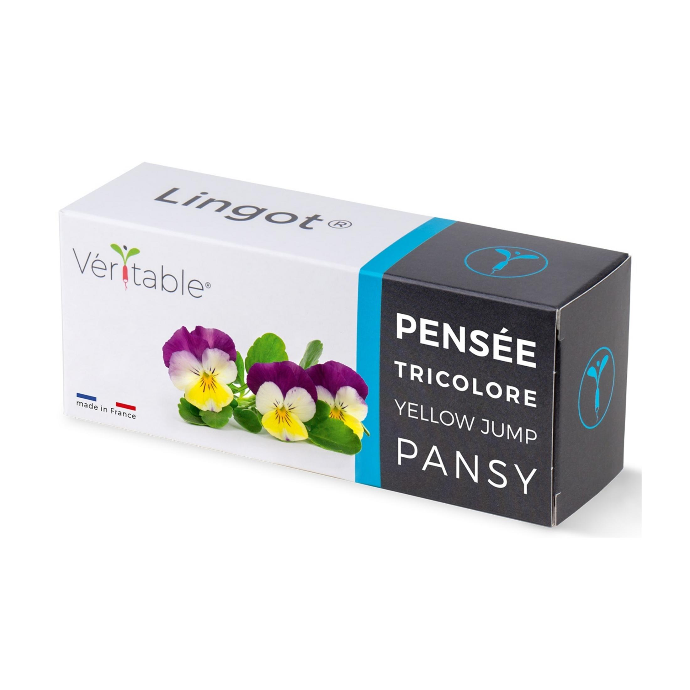 Scatola con viole del pensiero viola e gialle e testo 'PENSEE TRICOLORE YELLOW JUMP PANSY'.