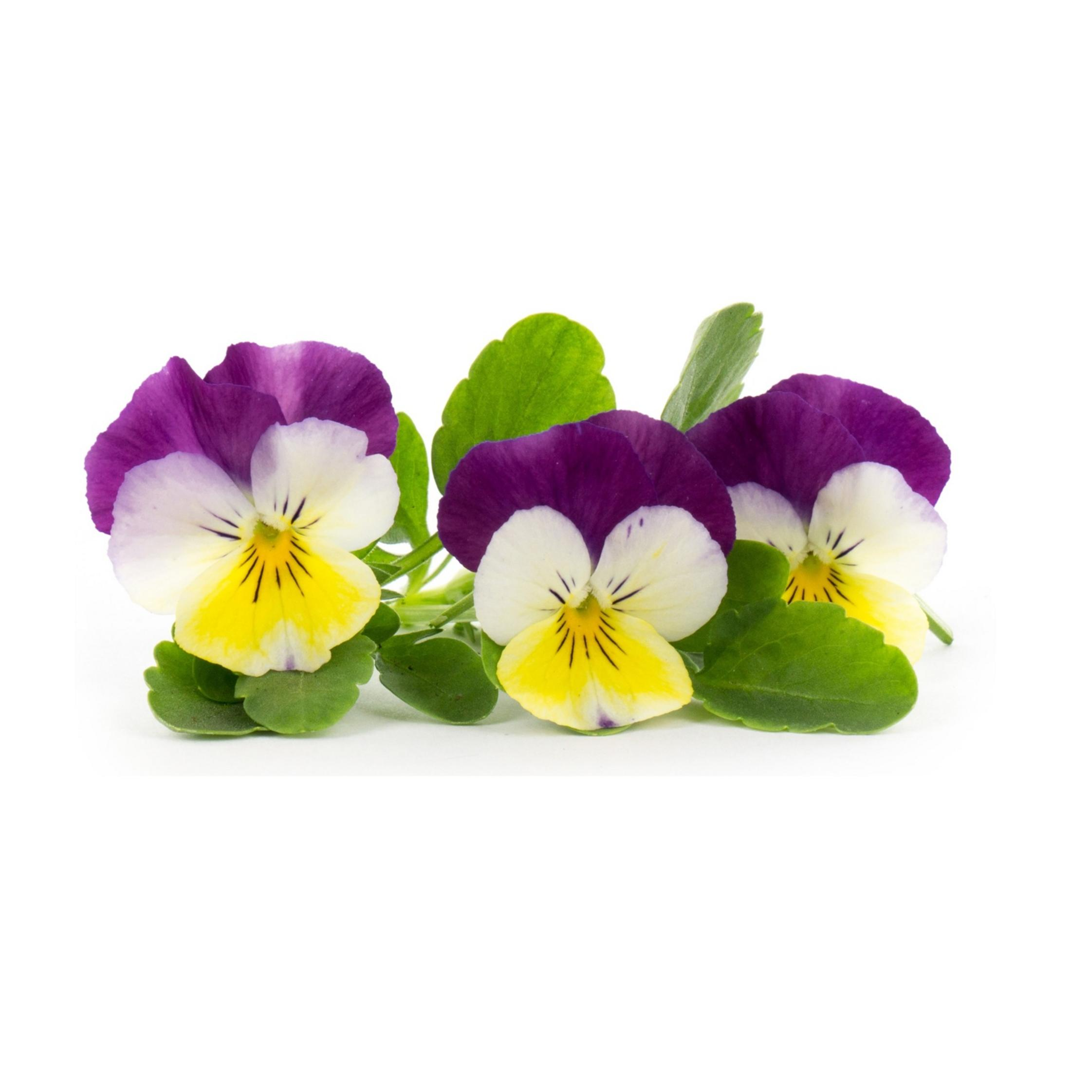 Tre viole viola e bianco-giallo con foglie verdi su sfondo bianco.