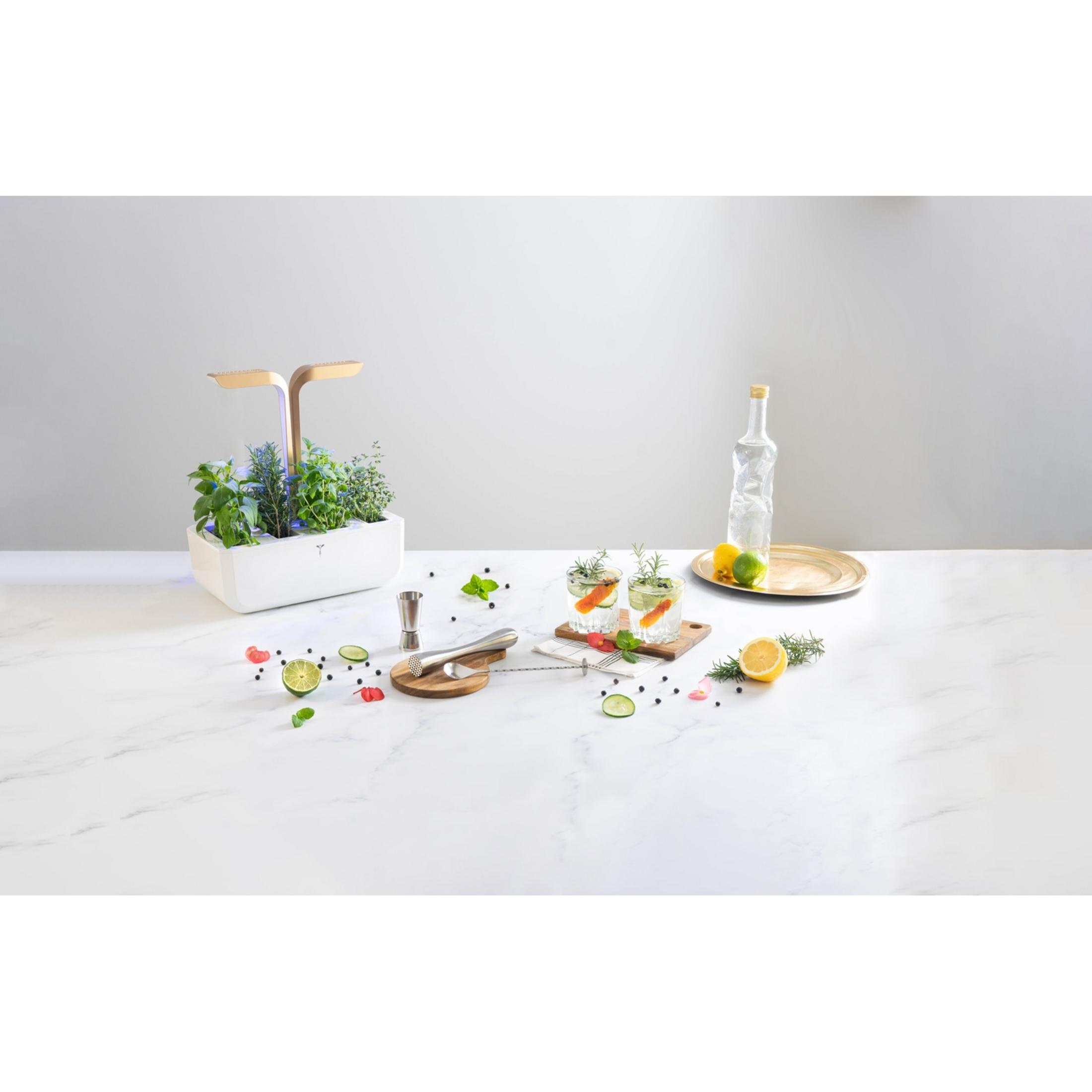 Orto con cocktail: erbe fresche, bicchieri, agrumi, bacche e attrezzi da bar.
