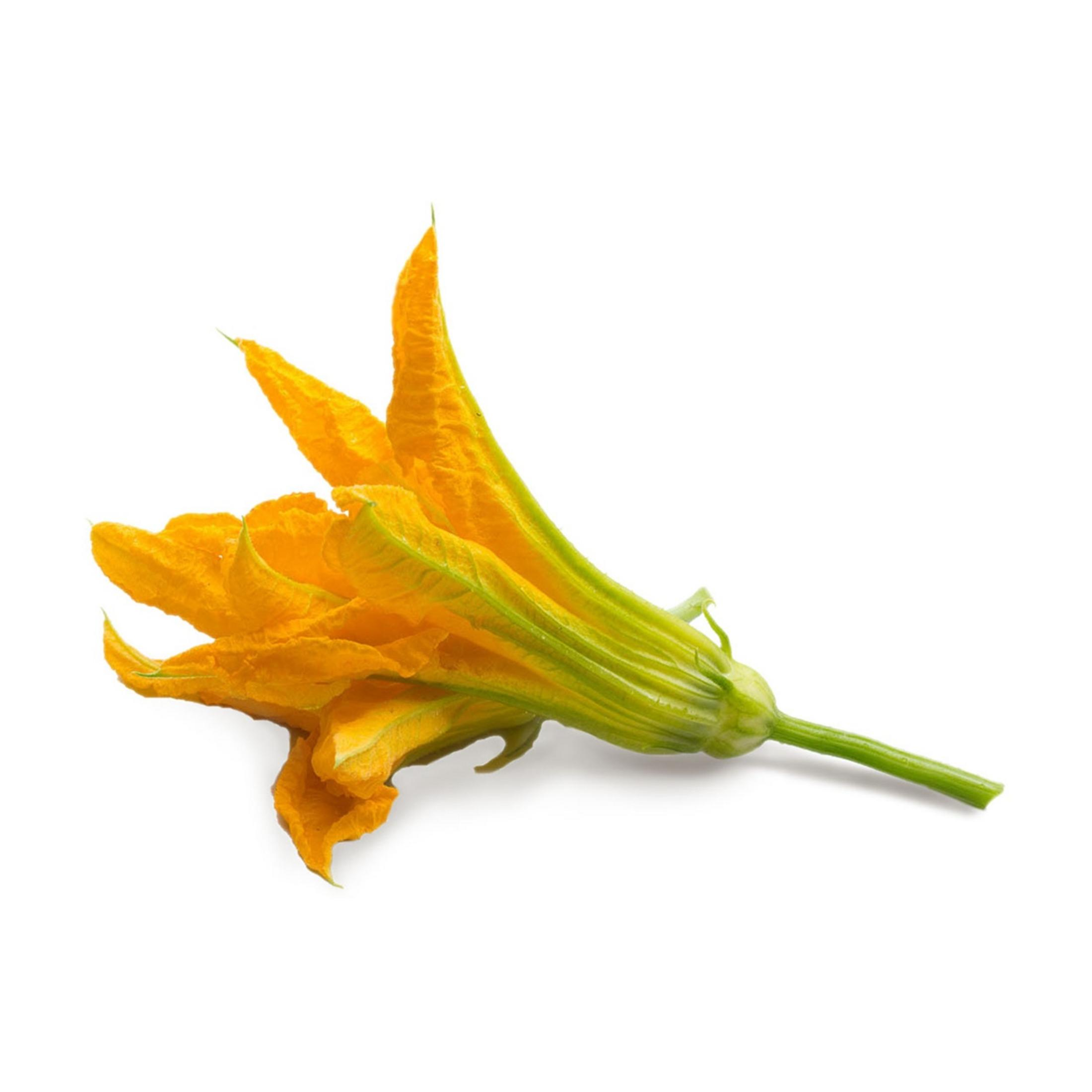 Un fiore di zucchina giallo brillante con steli verdi su sfondo bianco.