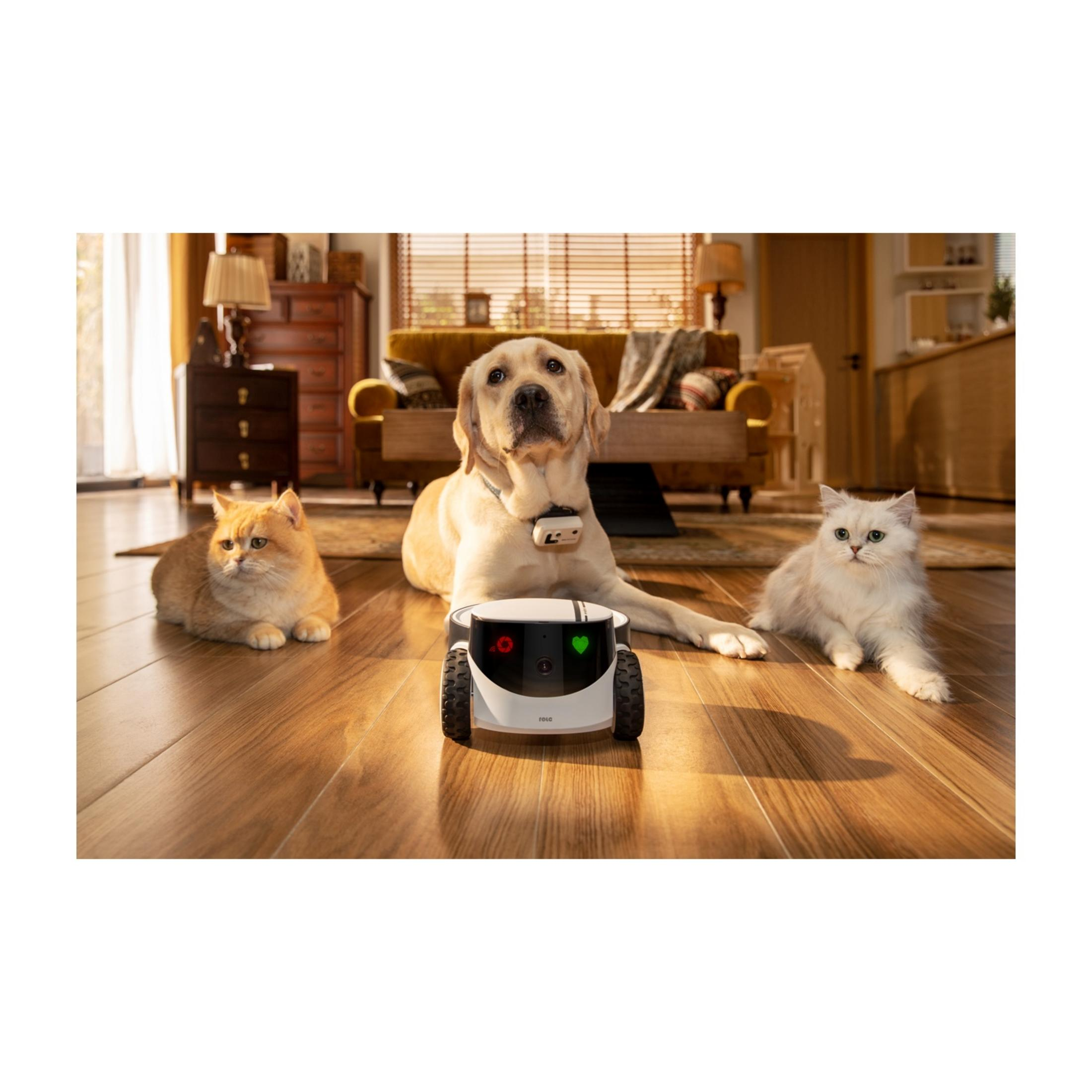 Ein Hund liegt zwischen zwei Katzen vor einem kleinen Roboter.