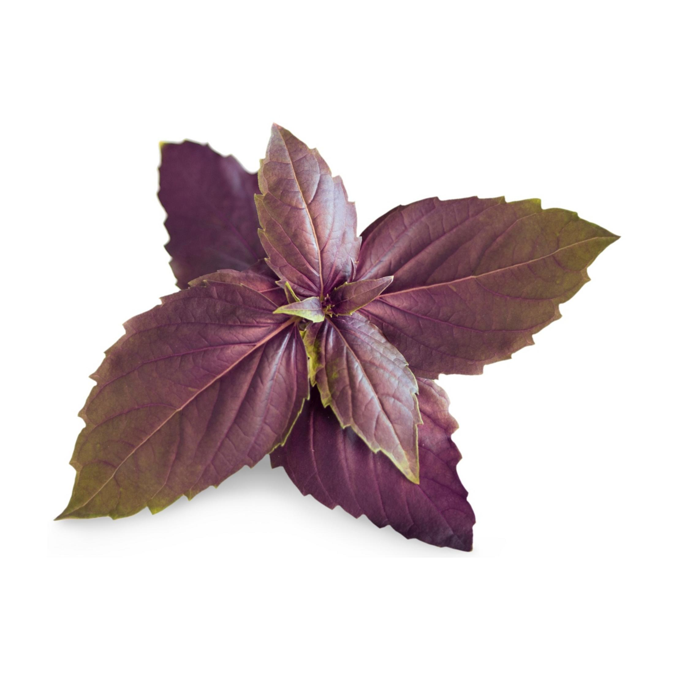 Un rametto di basilico viola con accenti verdi su sfondo bianco.