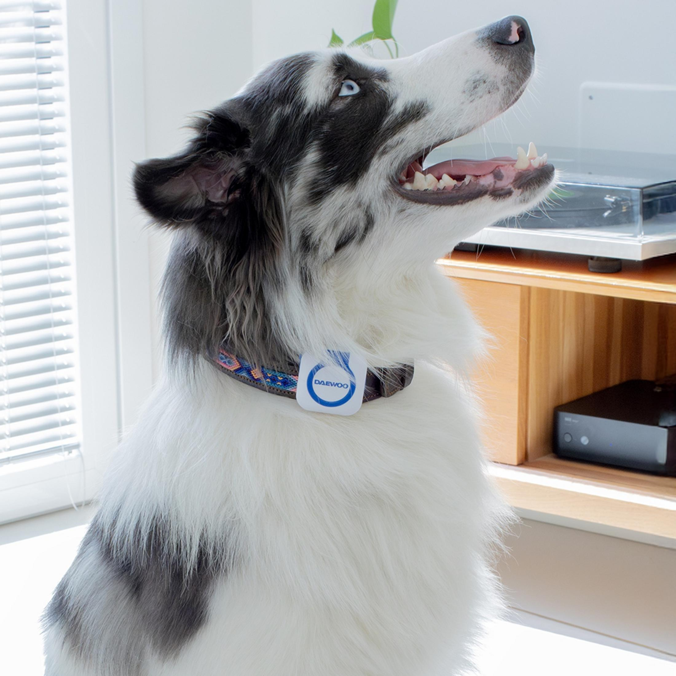 Un Border Collie con collar azul se sienta junto a una ventana y un mueble.