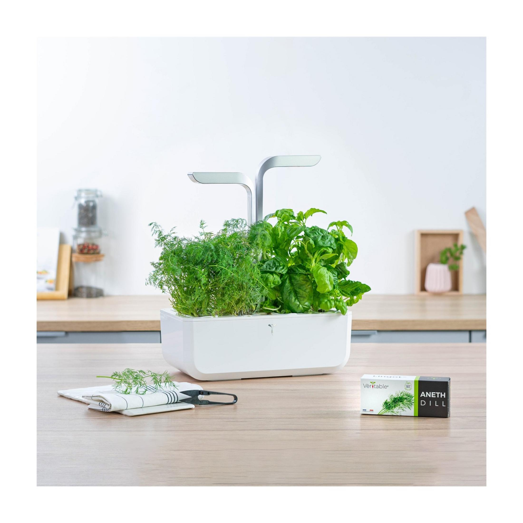 Un giardino di erbe bianco da interno con due luci LED, aneto e basilico su tavolo.