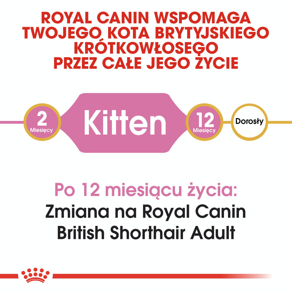 Royal Canin dla kota brytyjskiego krótkowłosego: od Kociaka do 12 m., potem Dorosły.
