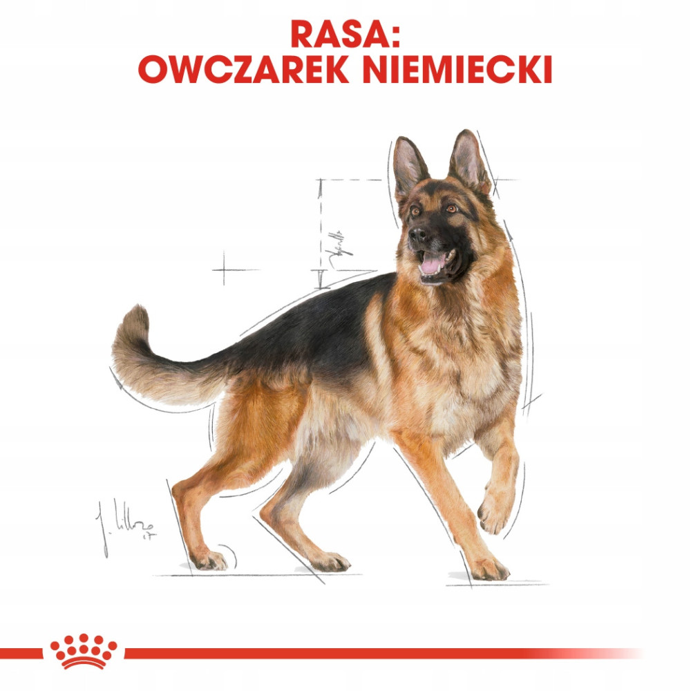 Owczarek niemiecki w profilu, z liniami szkicu i tekstem "Rasa: Owczarek Niemiecki".
