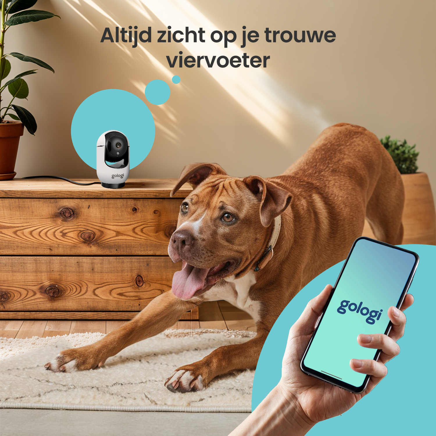 Ein Hund liegt auf einem Teppich, eine Überwachungskamera und ein Handy sind zu sehen.