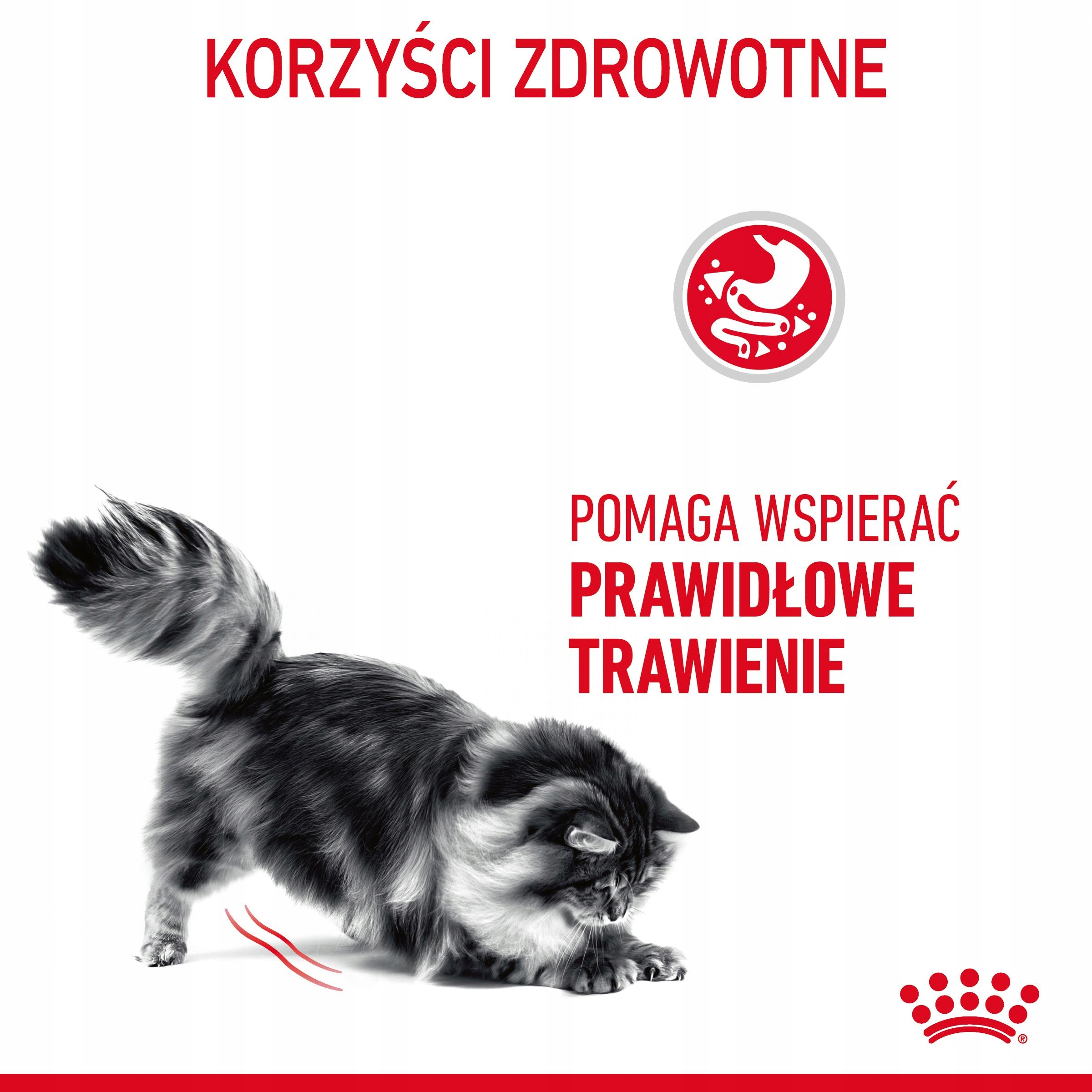 Szary kot pochyla się. Widoczny czerwony tekst.