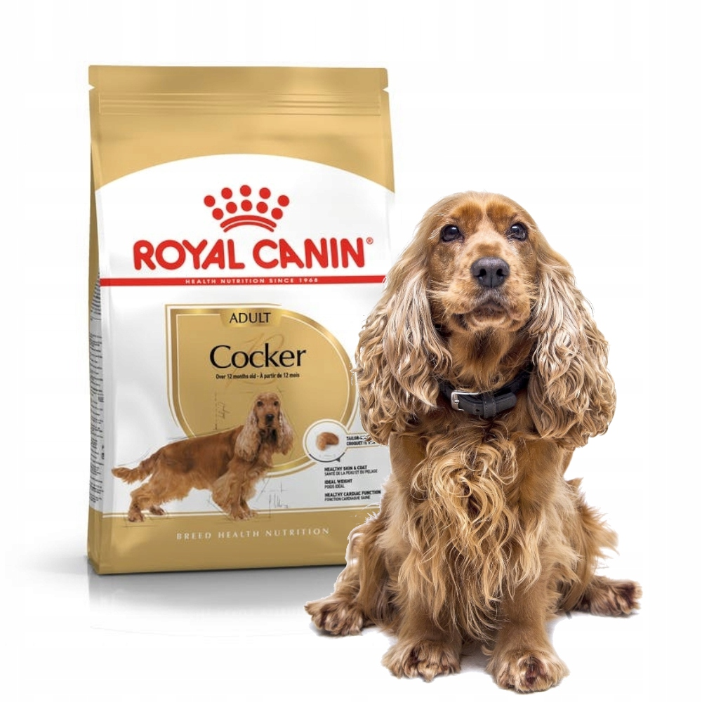 Pies rasy Cocker Spaniel siedzi obok torby karmy Royal Canin Cocker dla dorosłych.