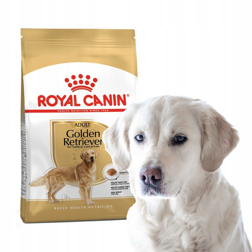Golden Retriever patrzy obok worka karmy Royal Canin.