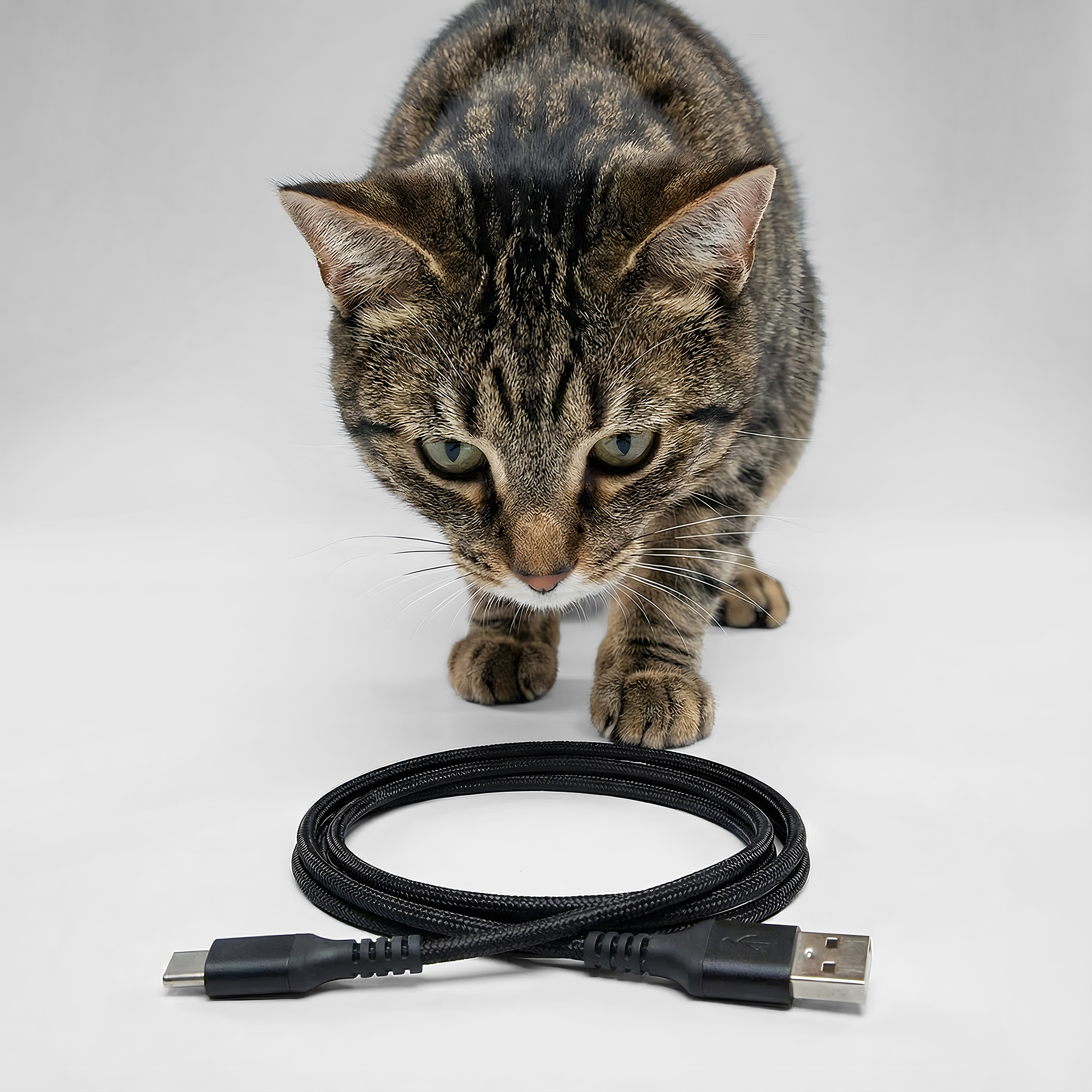 Eine getigerte Katze blickt auf ein schwarzes USB-C-zu-USB-A-Kabel.