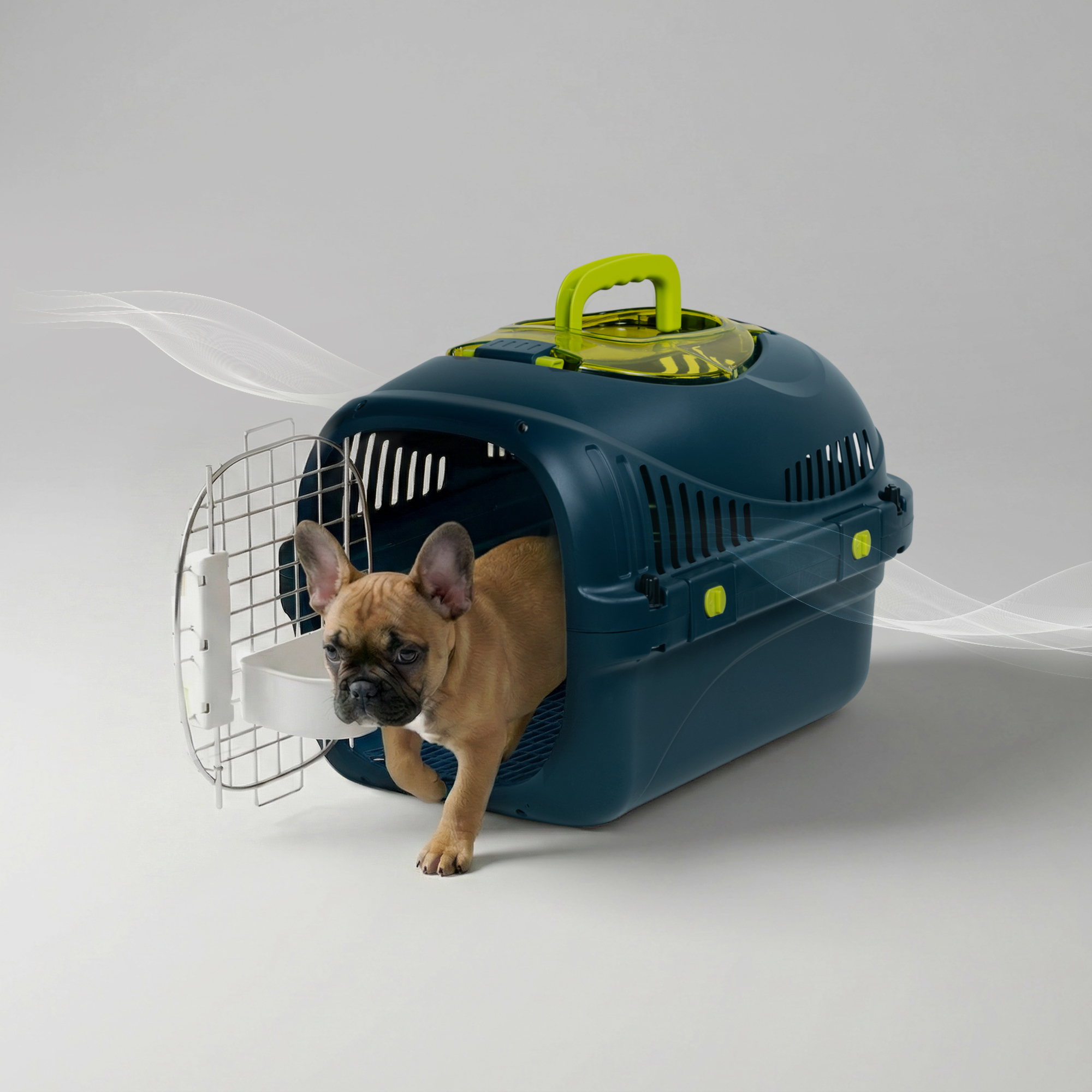 Ein brauner Franzose kriecht aus einer dunkelblauen Transportbox mit grünem Griff.