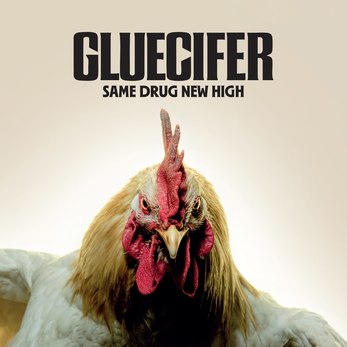 Un gallo con cresta e bargigli rossi su sfondo chiaro.