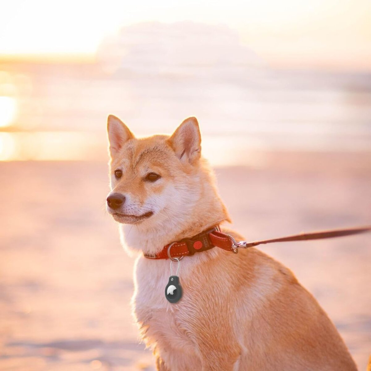 Ein Shiba Inu sitzt am Strand bei Sonnenuntergang mit rotem Halsband und Anhänger.