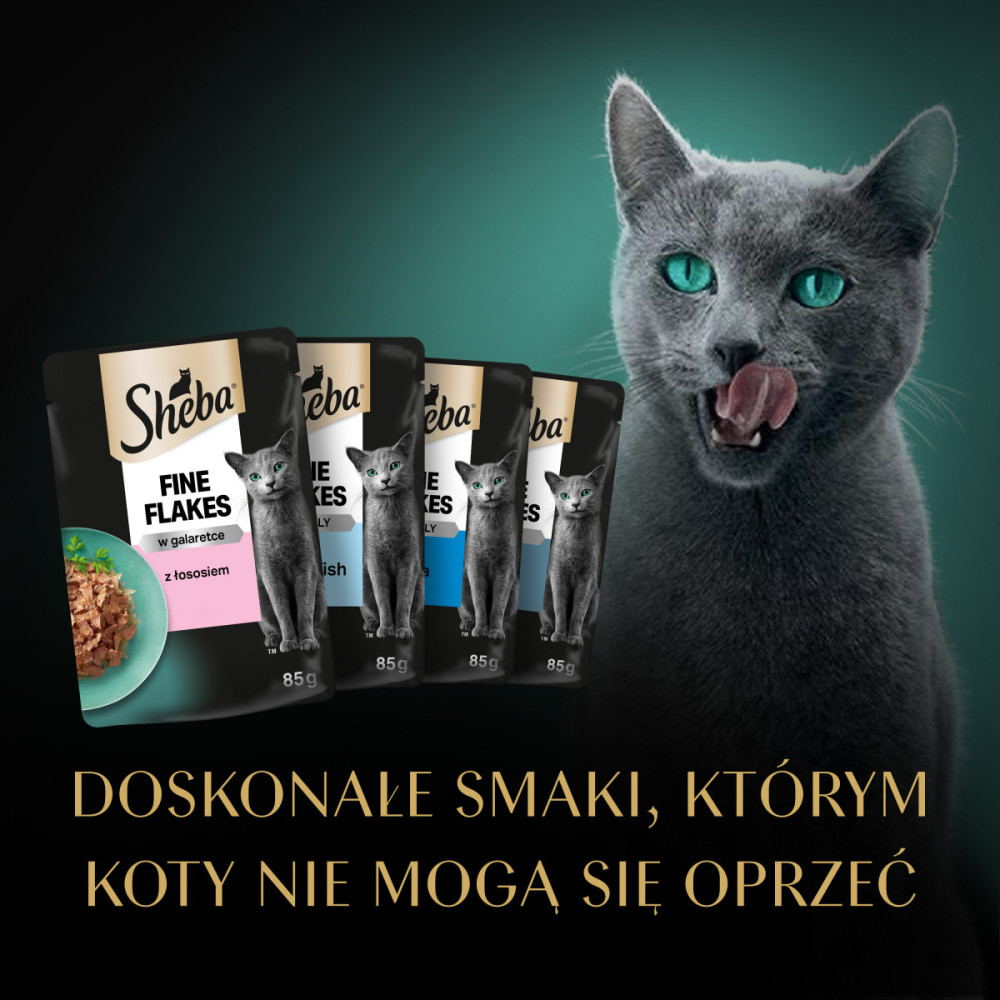 Szary kot z zielonymi oczami oblizuje pysk, obok saszetki karmy Sheba.