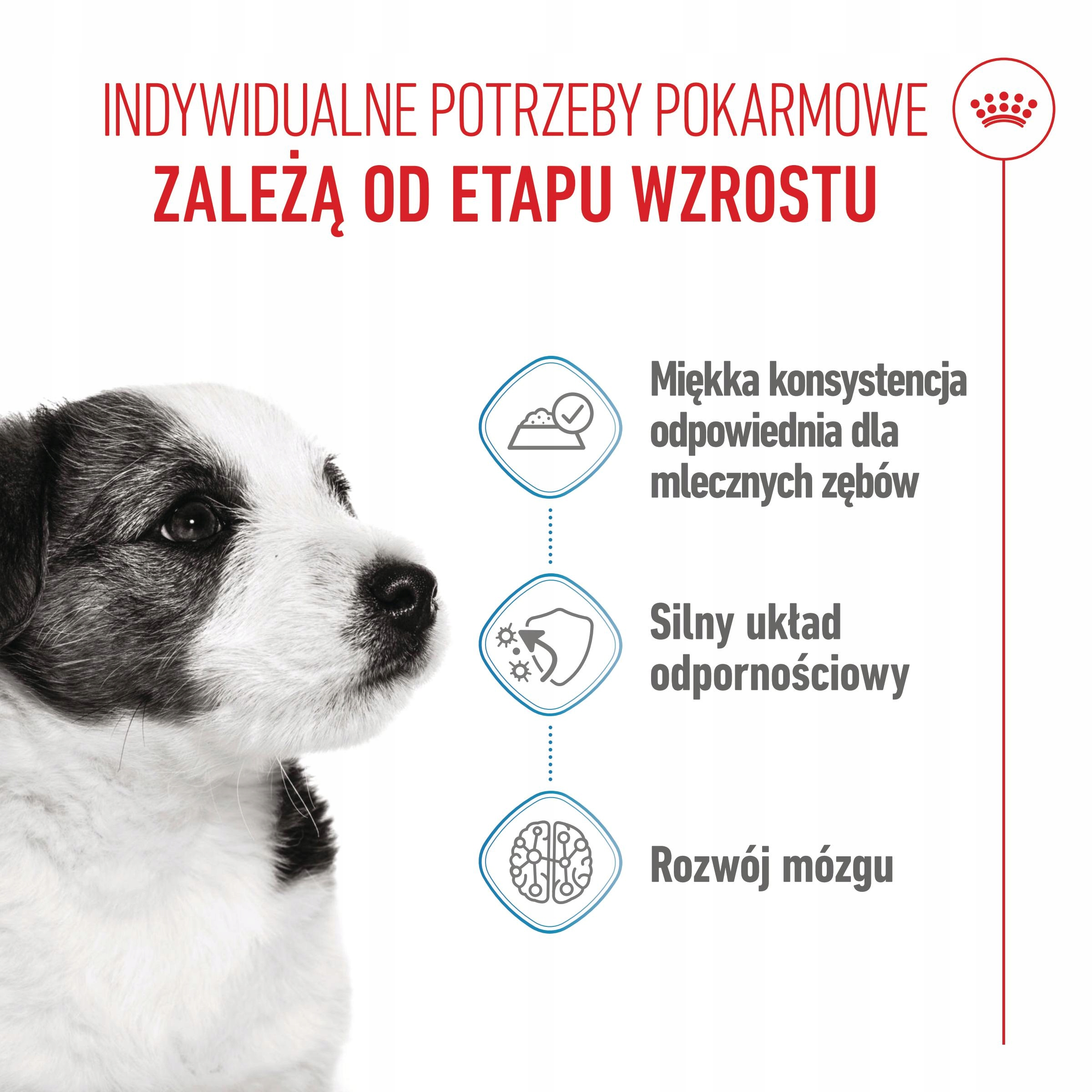 Szczenię z tekstem o karmie dla wzrostu, odporności i rozwoju mózgu.
