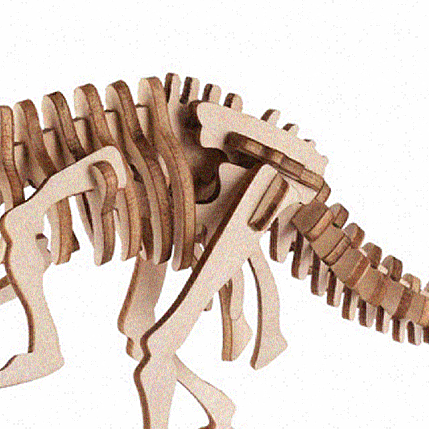 Un dettagliato modello di scheletro di dinosauro in legno su sfondo bianco.