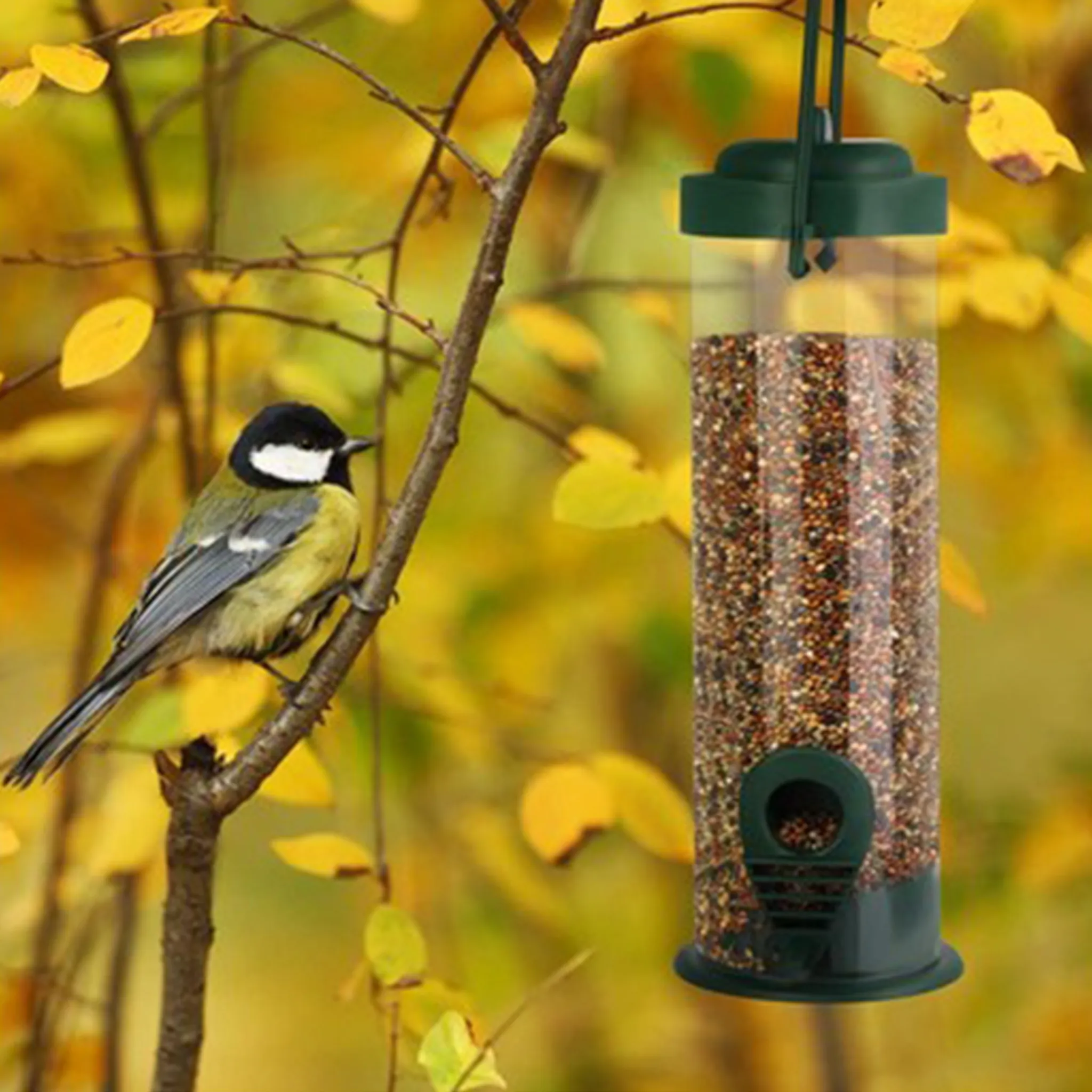 Ein Meisenhahn sitzt auf einem Ast neben einem Futterspender im Herbst.