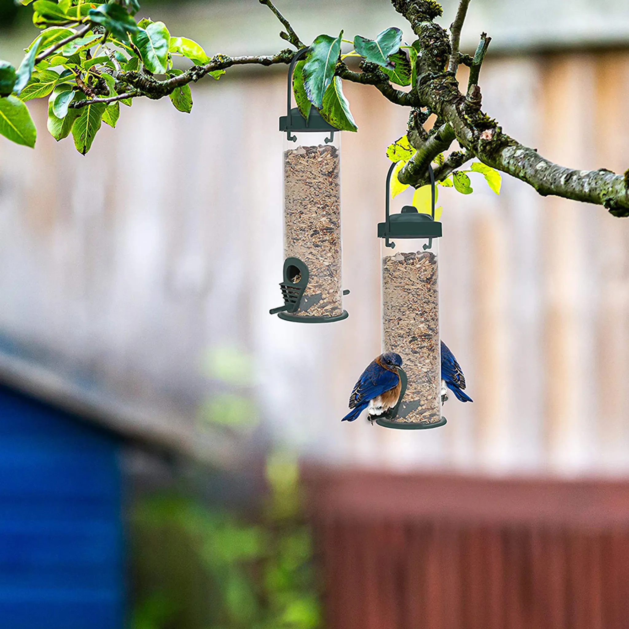 Zwei blaue Vögel fressen aus Futterspendern, die an einem Ast hängen.
