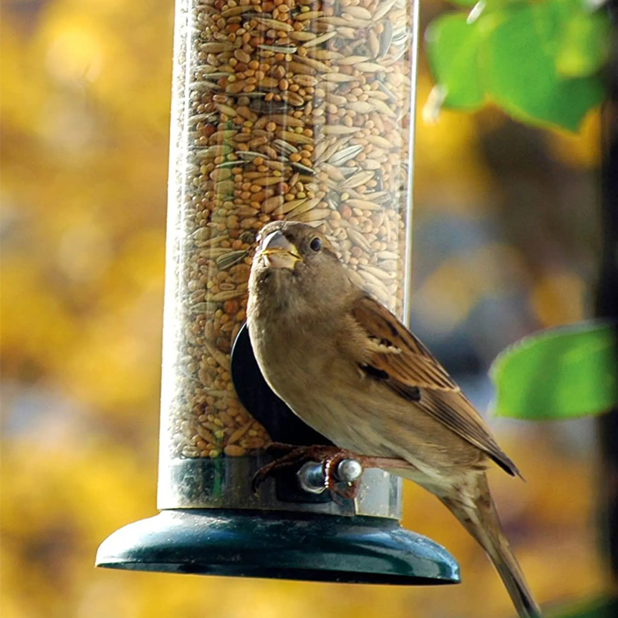Ein Spatz sitzt auf einem Vogelhäuschen, gefüllt mit Samen.