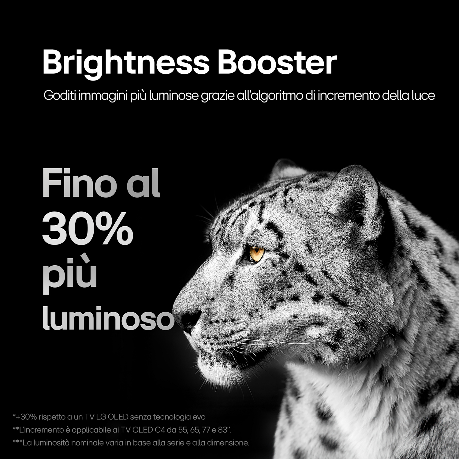 Un leopardo delle nevi con occhi gialli guarda a sinistra. "Brightness Booster" in alto.