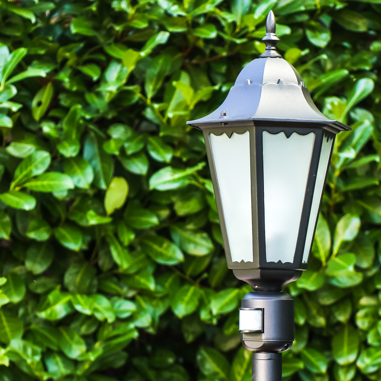 Eine dunkle Lampe steht vor einem grünen Blattwerk.