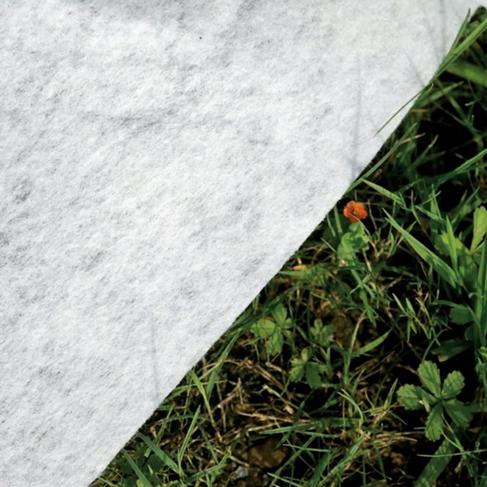 Tela blanca cubre la izquierda, con hierba verde y una pequeña flor roja a la derecha.
