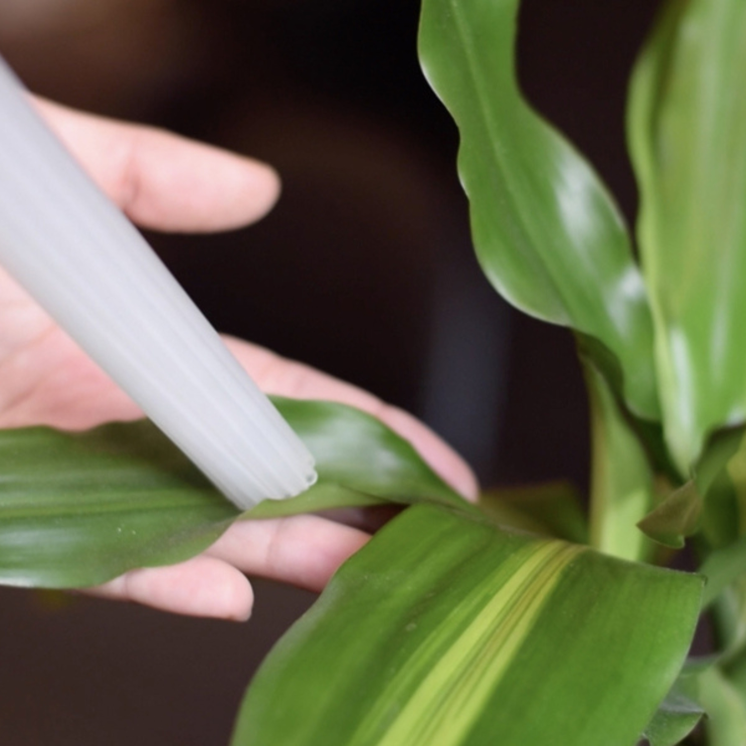 Una mano tiene un tubo bianco sopra una pianta verde.
