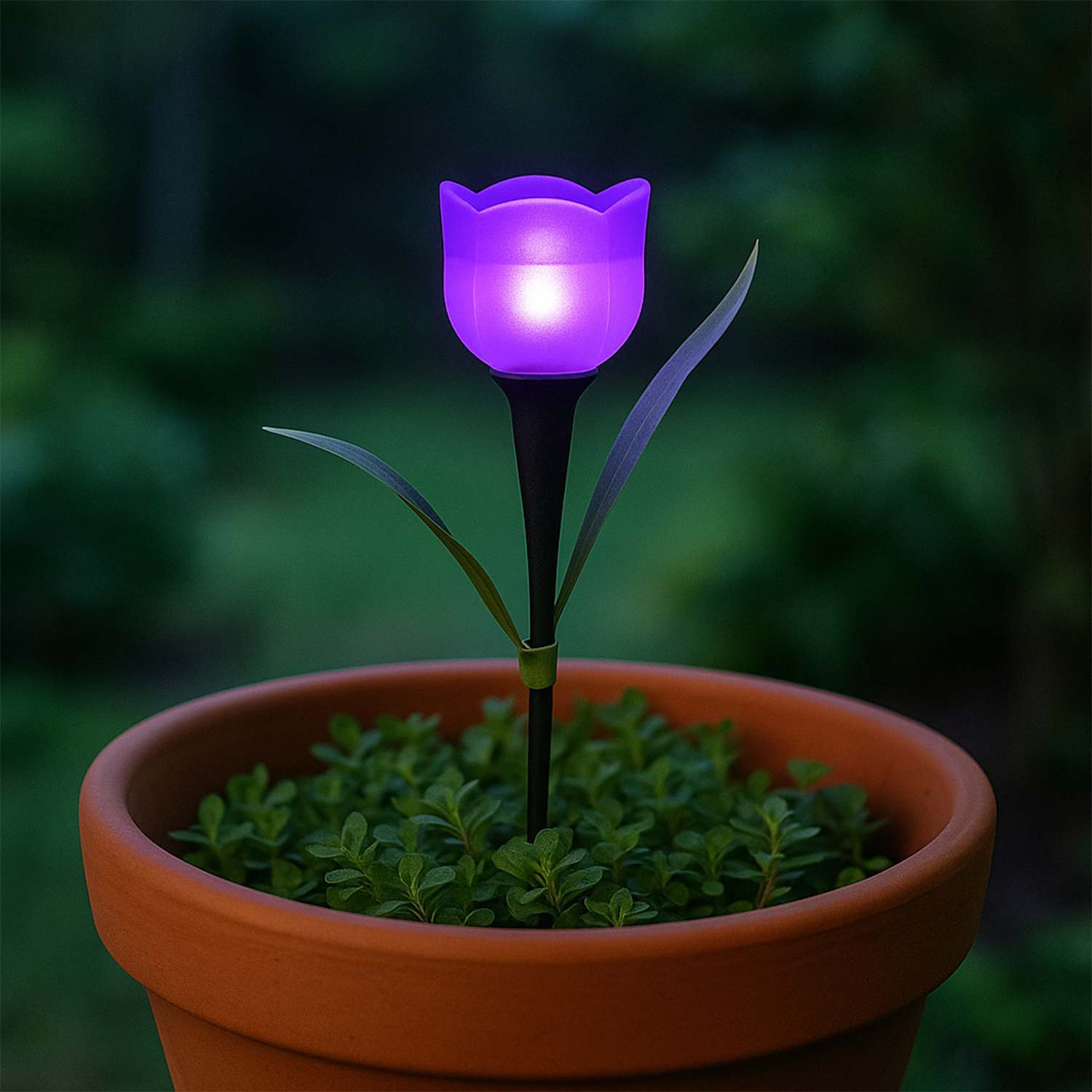Luce solare a tulipano viola brilla in vaso di terracotta con piante verdi.