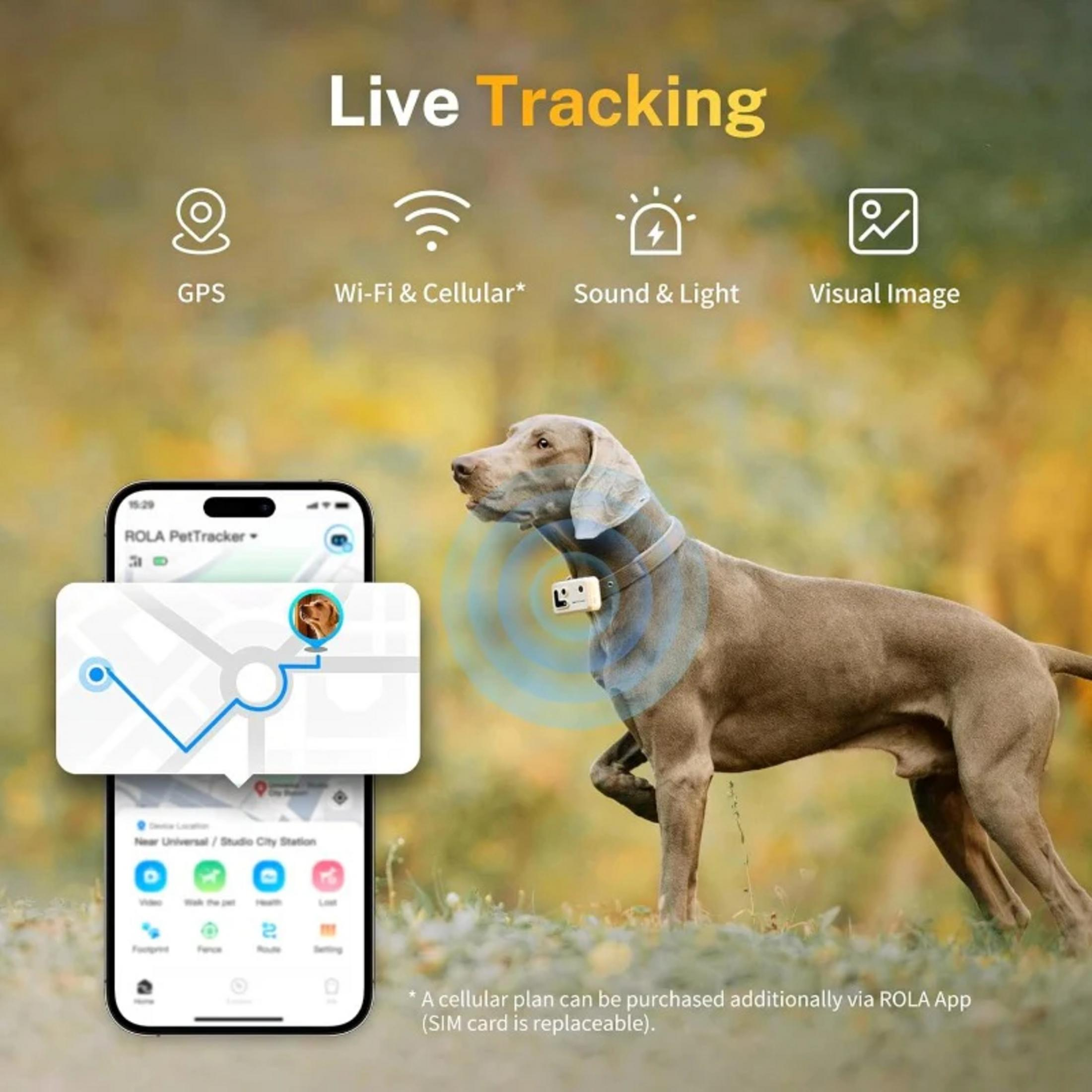 Un cane indossa un localizzatore GPS. Un'app mostra la sua posizione su una mappa.