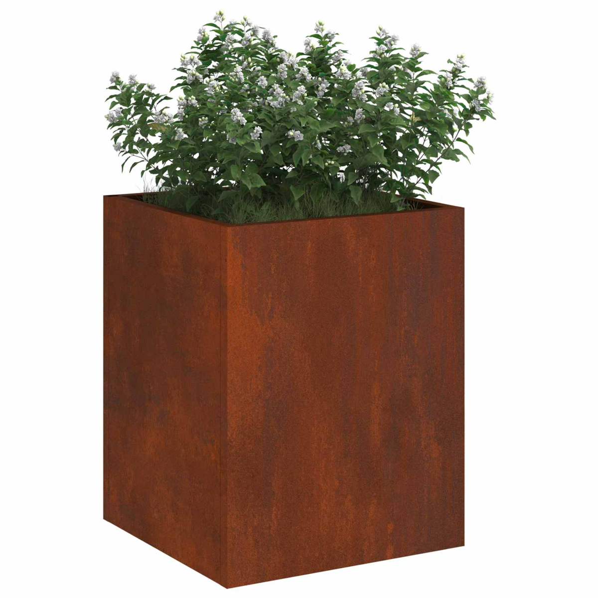 Rostiger Metallwürfel-Pflanzkasten mit grüner Pflanze und weißen Blüten.