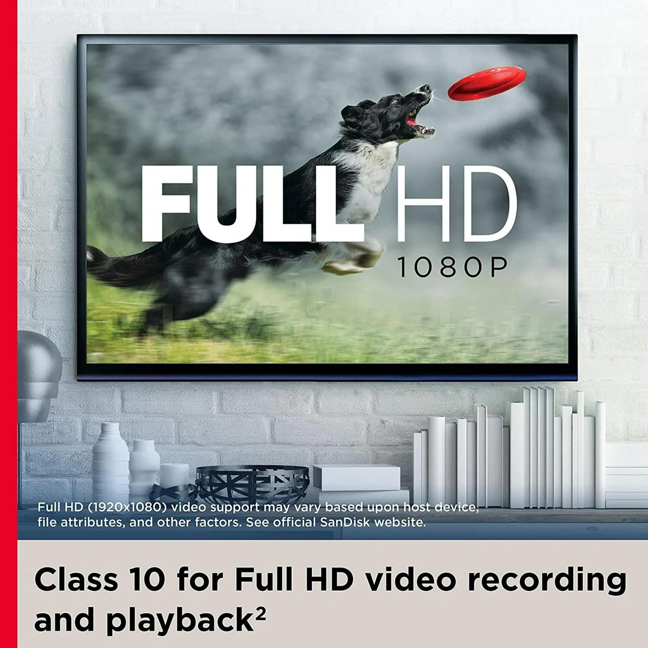 Siyah beyaz bir köpek kırmızı frizbi yakalamak için zıplıyor. Metin: FULL HD 1080P.