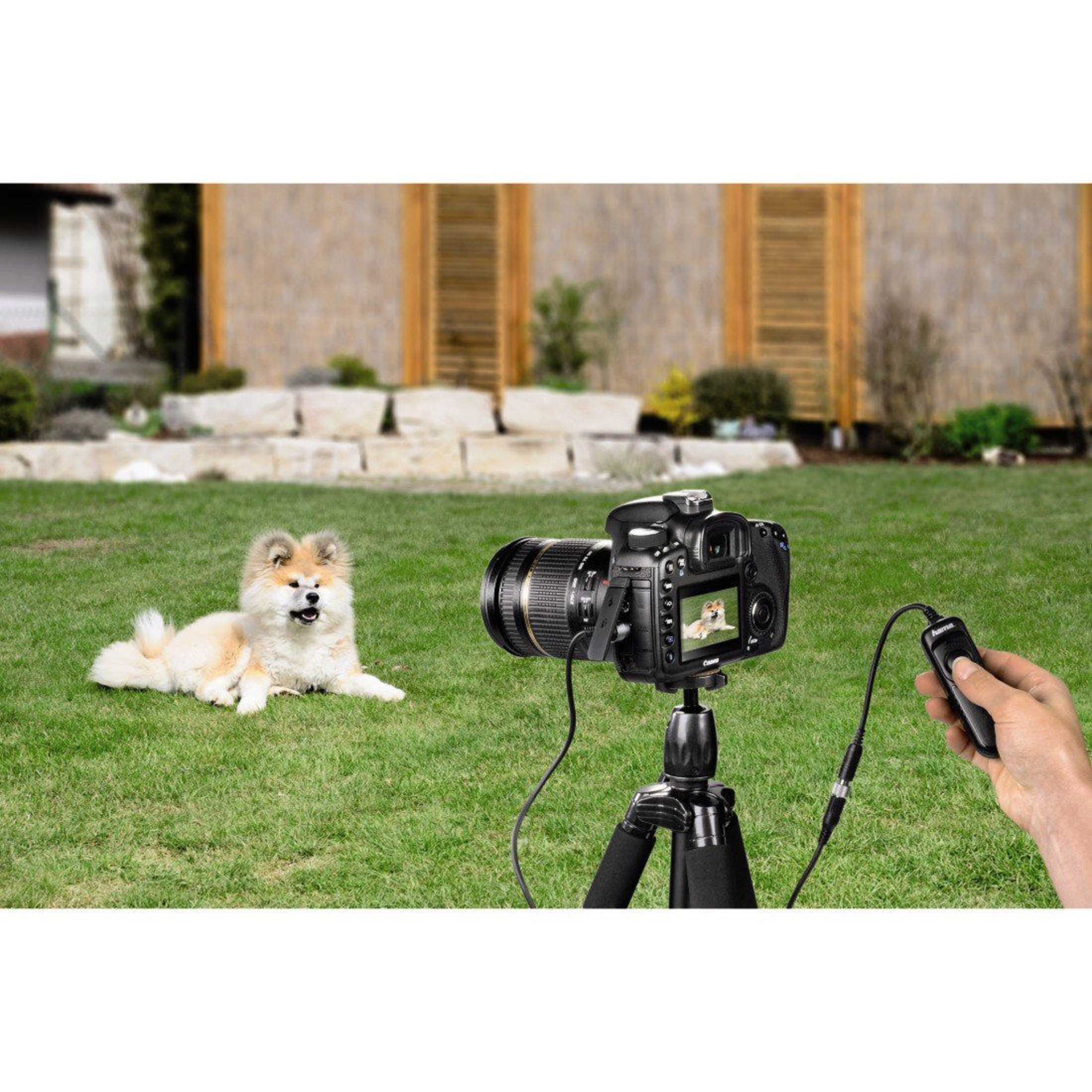 A dog lies on the grass as a camera on a tripod photographs it.