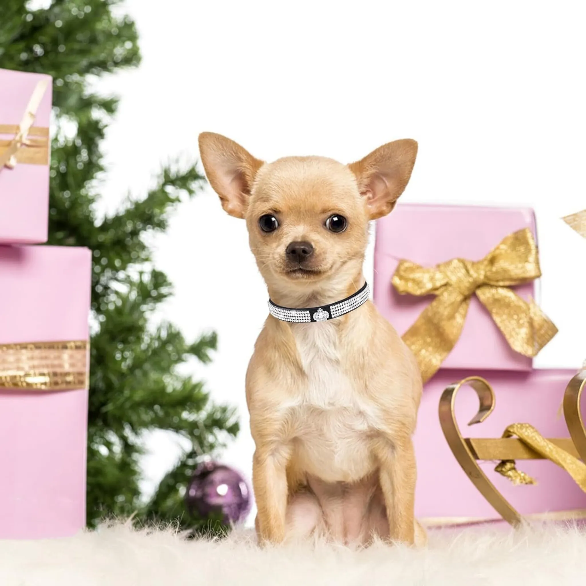 Ein Chihuahua sitzt neben rosa Geschenken und einem Weihnachtsbaum.