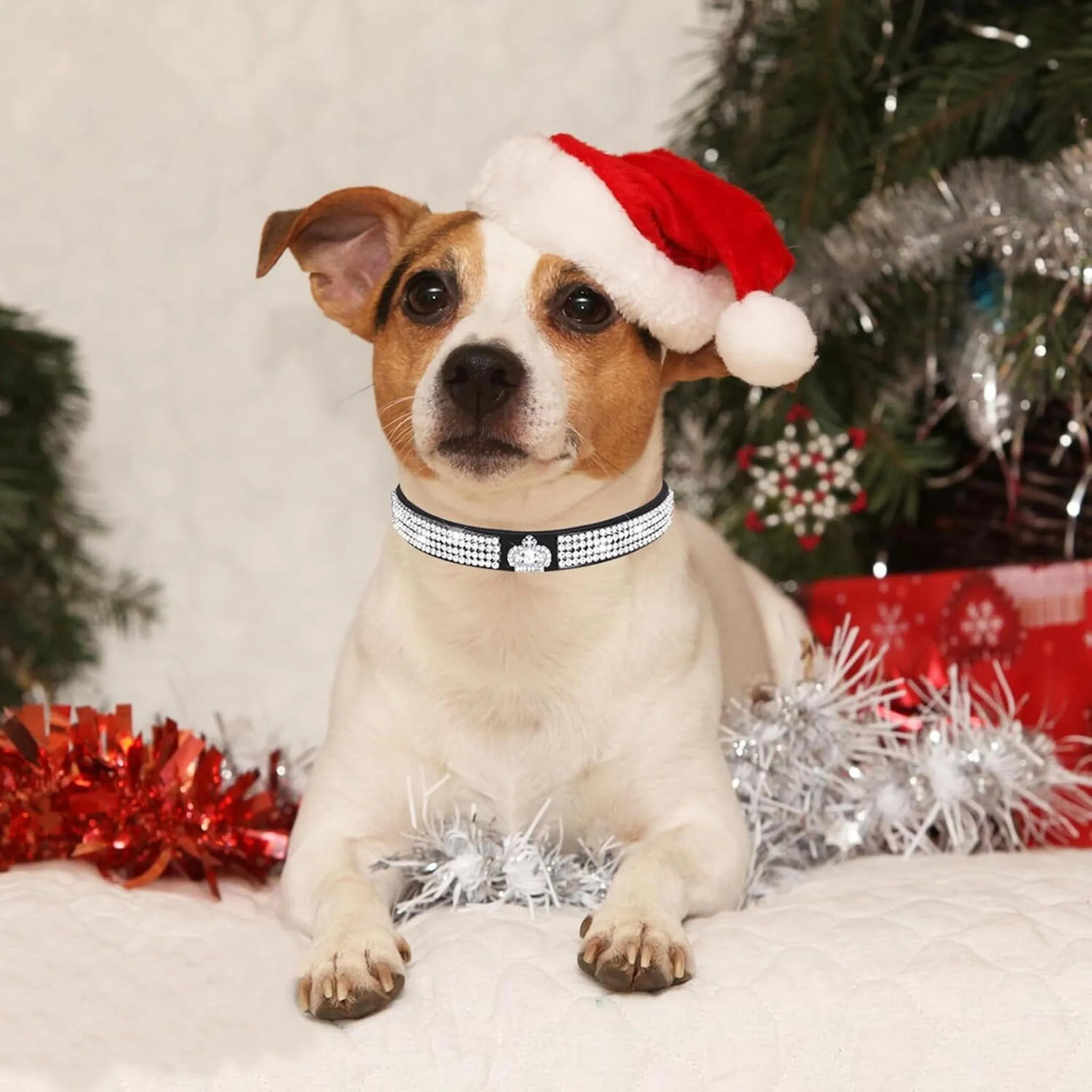 Ein Hund mit Weihnachtsmütze liegt vor einem Weihnachtsbaum.