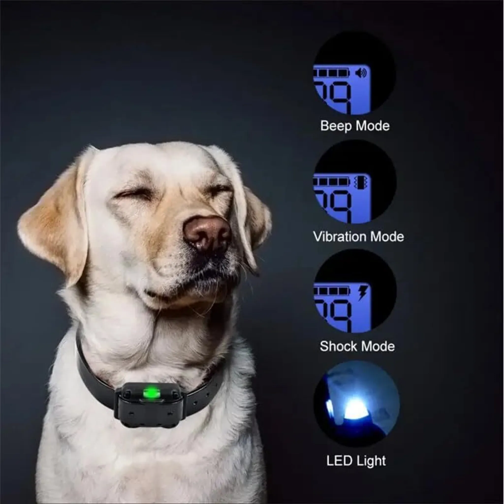 Ein Labrador mit Halsband und vier Modi: Beep, Vibration, Shock, LED-Licht.