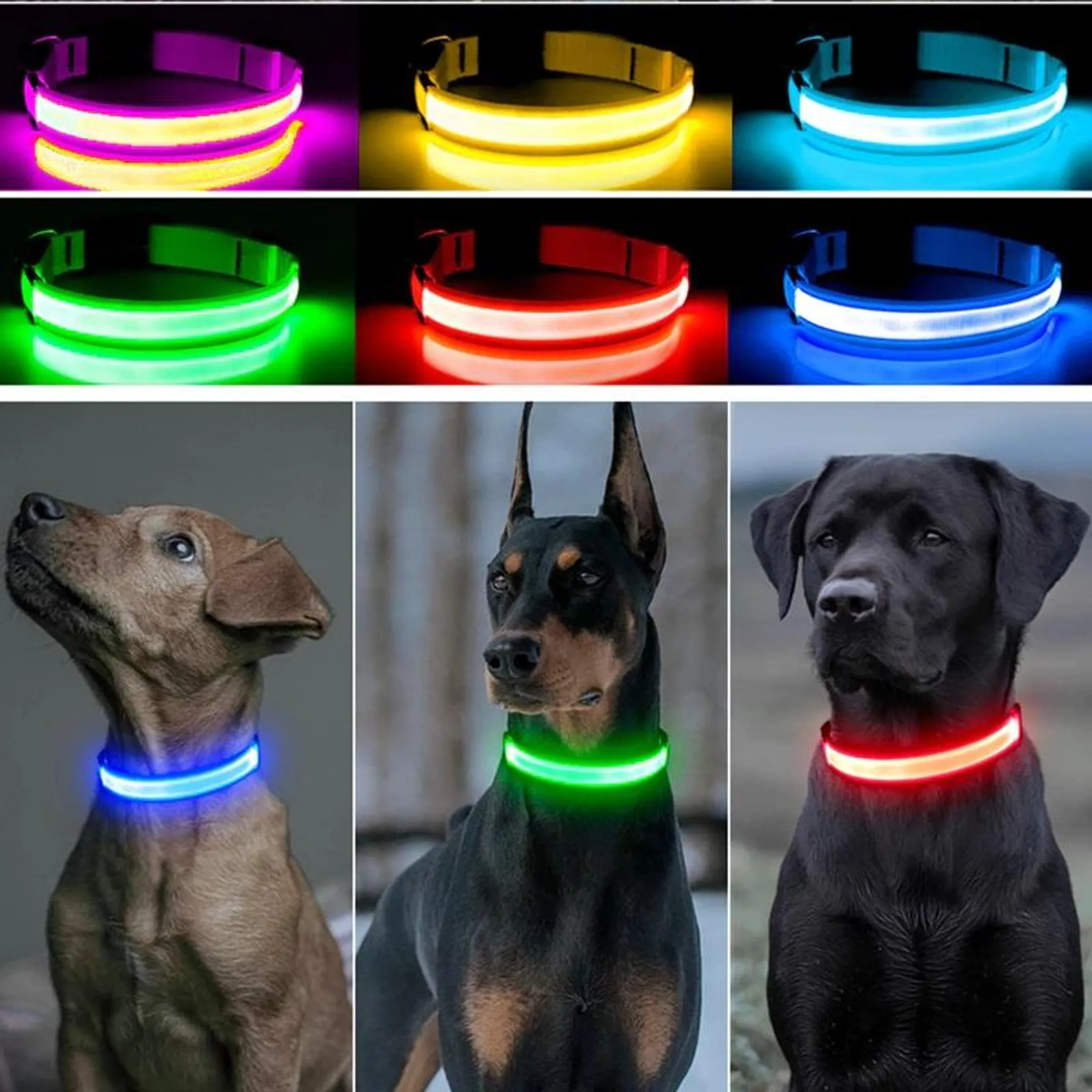 Hunde tragen leuchtende Halsbänder in Lila, Gelb, Blau, Grün, Rot und Weiß.