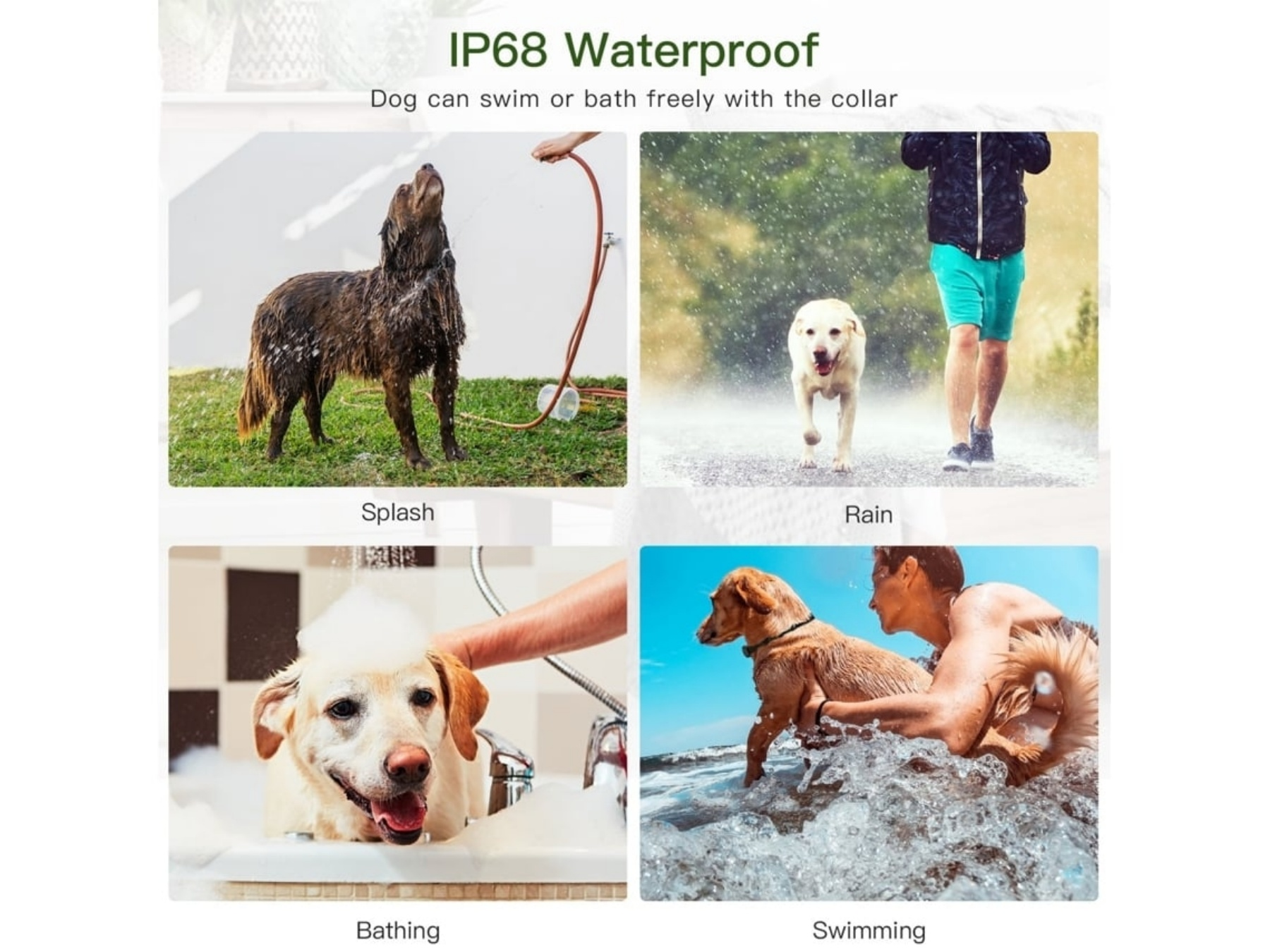 Vier Hundeaktivitäten: Spritzen, Regen, Baden und Schwimmen.