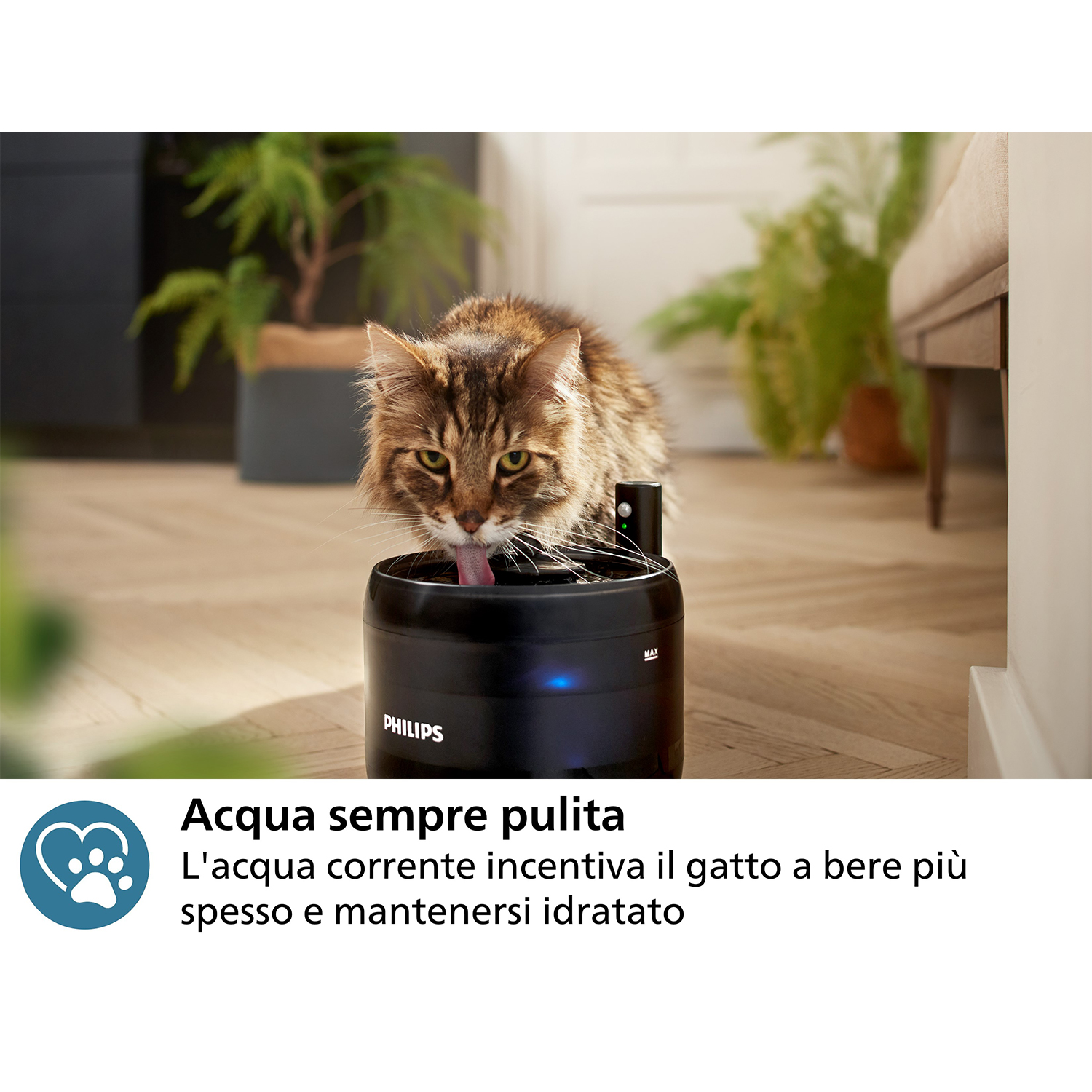 Kot pije z czarnej fontanny marki Philips.
